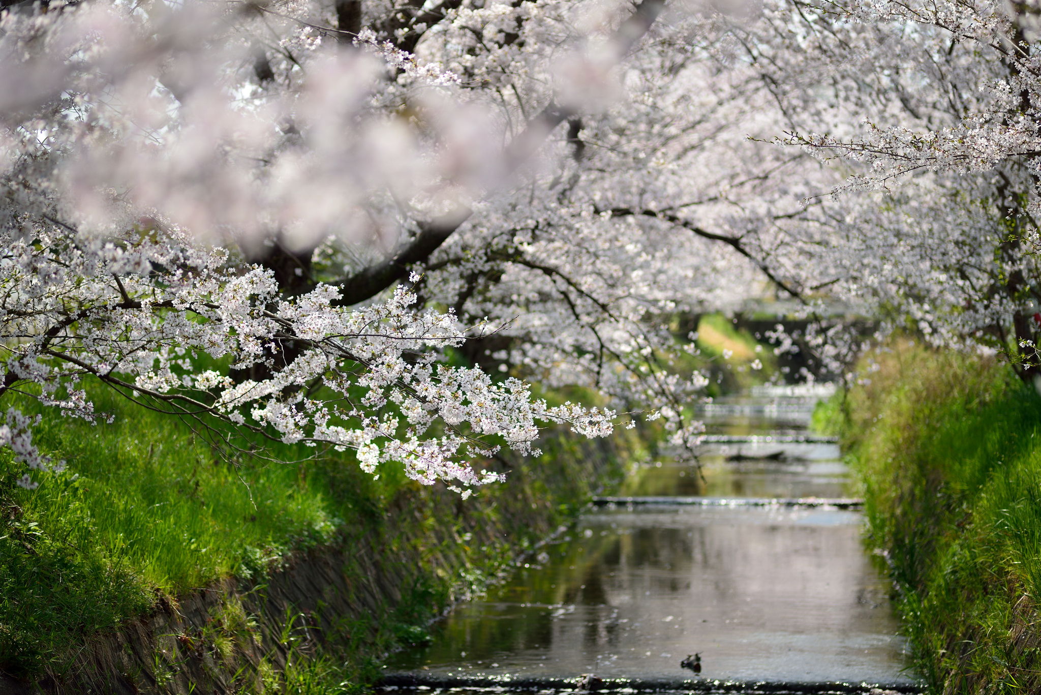 Free download wallpaper Blossom, Flowers, Earth on your PC desktop