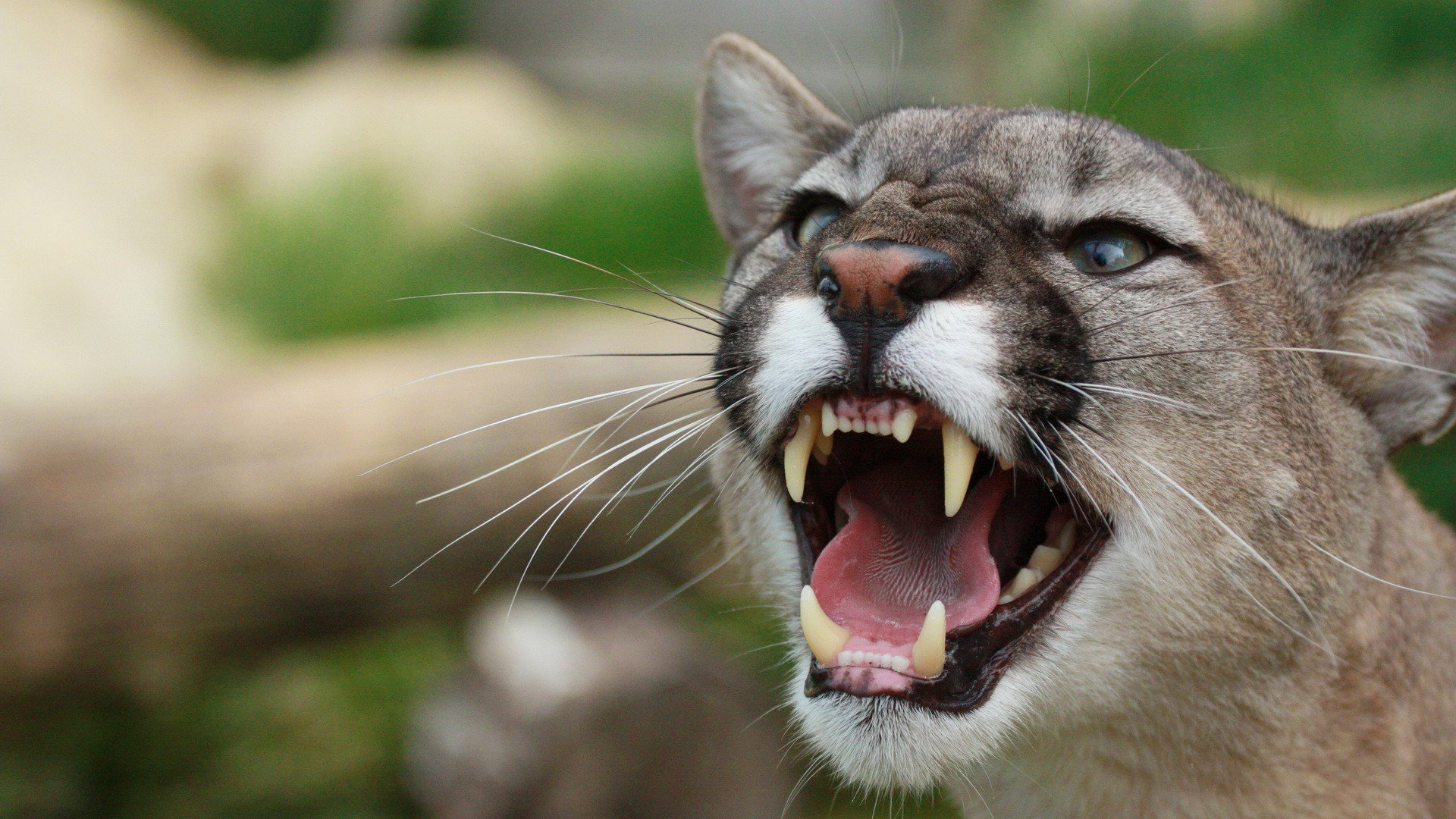 Téléchargez des papiers peints mobile Animaux, Chats, Puma gratuitement.