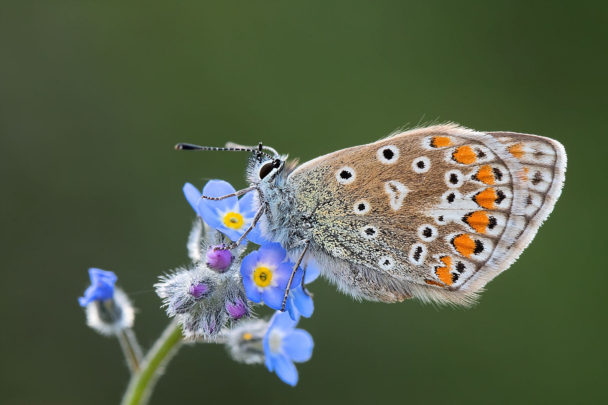 Descarga gratuita de fondo de pantalla para móvil de Animales, Flor, Insecto, Mariposa, Macrofotografía.