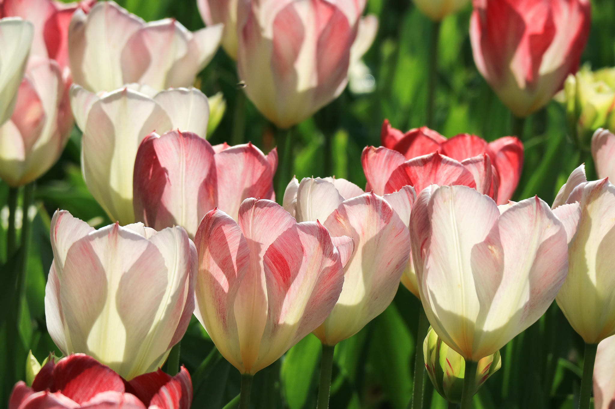 Free download wallpaper Flowers, Flower, Earth, Tulip on your PC desktop