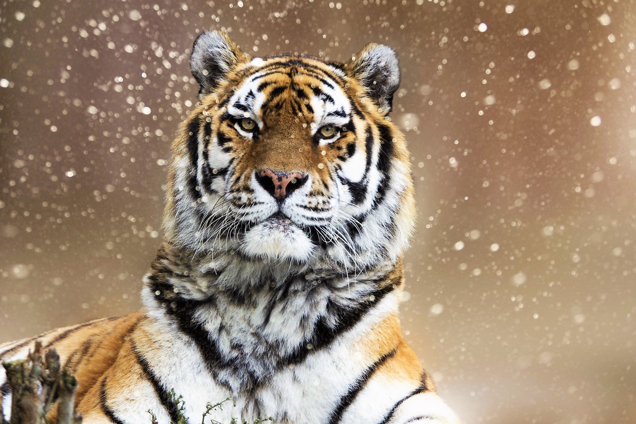 Download mobile wallpaper Winter, Cats, Tiger, Animal, Snowfall, Siberian Tiger for free.