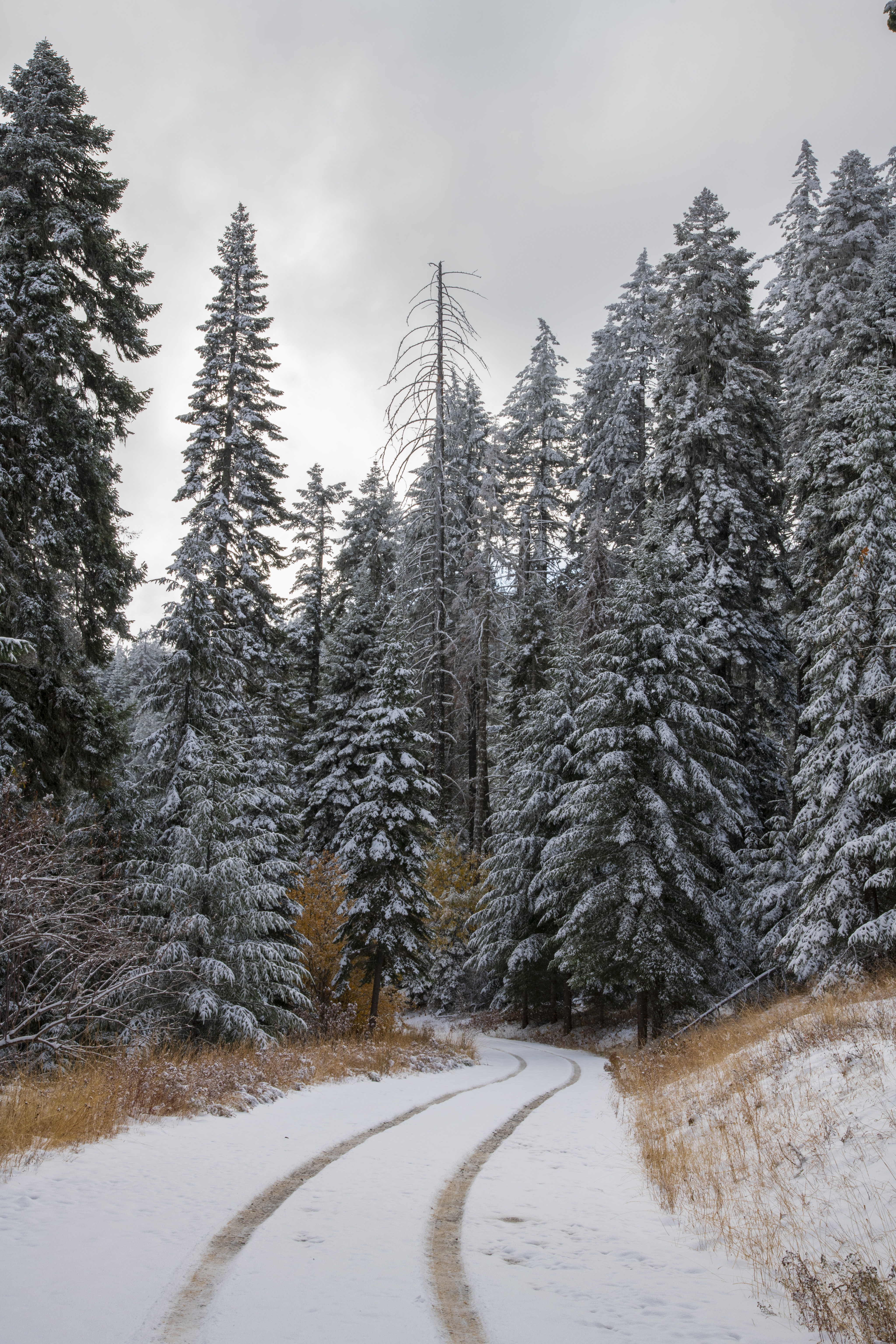 PCデスクトップに冬, 自然, 木, 雪, 道, 道路, 森林, 森画像を無料でダウンロード
