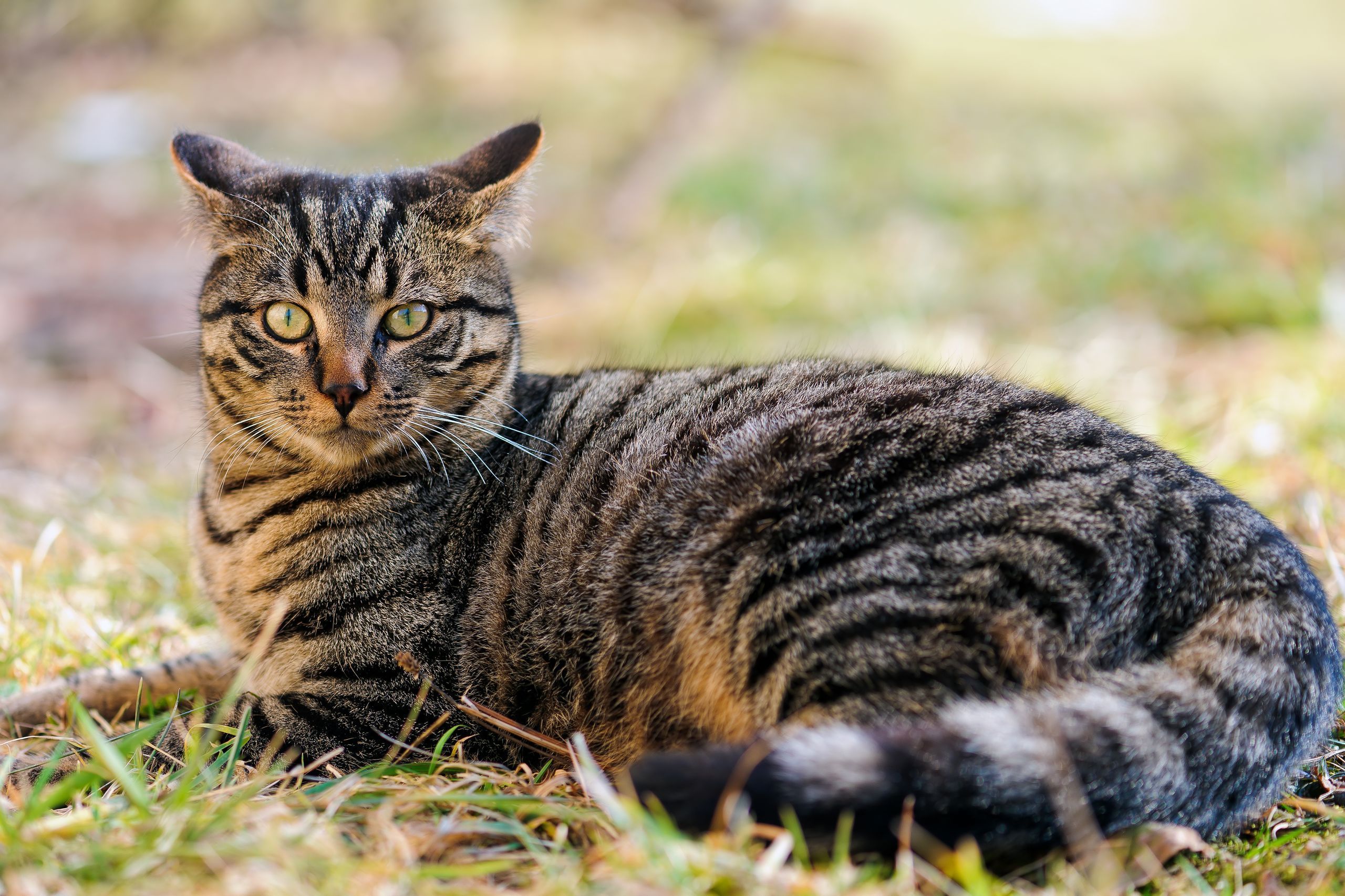 Descarga gratuita de fondo de pantalla para móvil de Gato, Gatos, Animales.