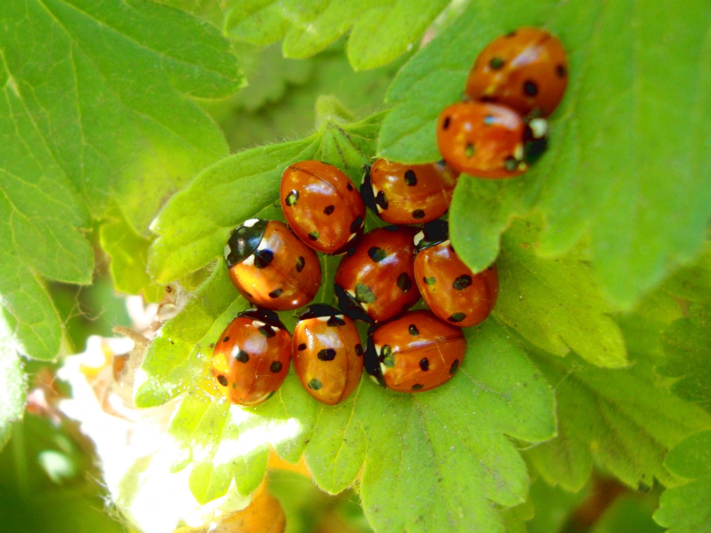 insects, ladybugs, green cellphone