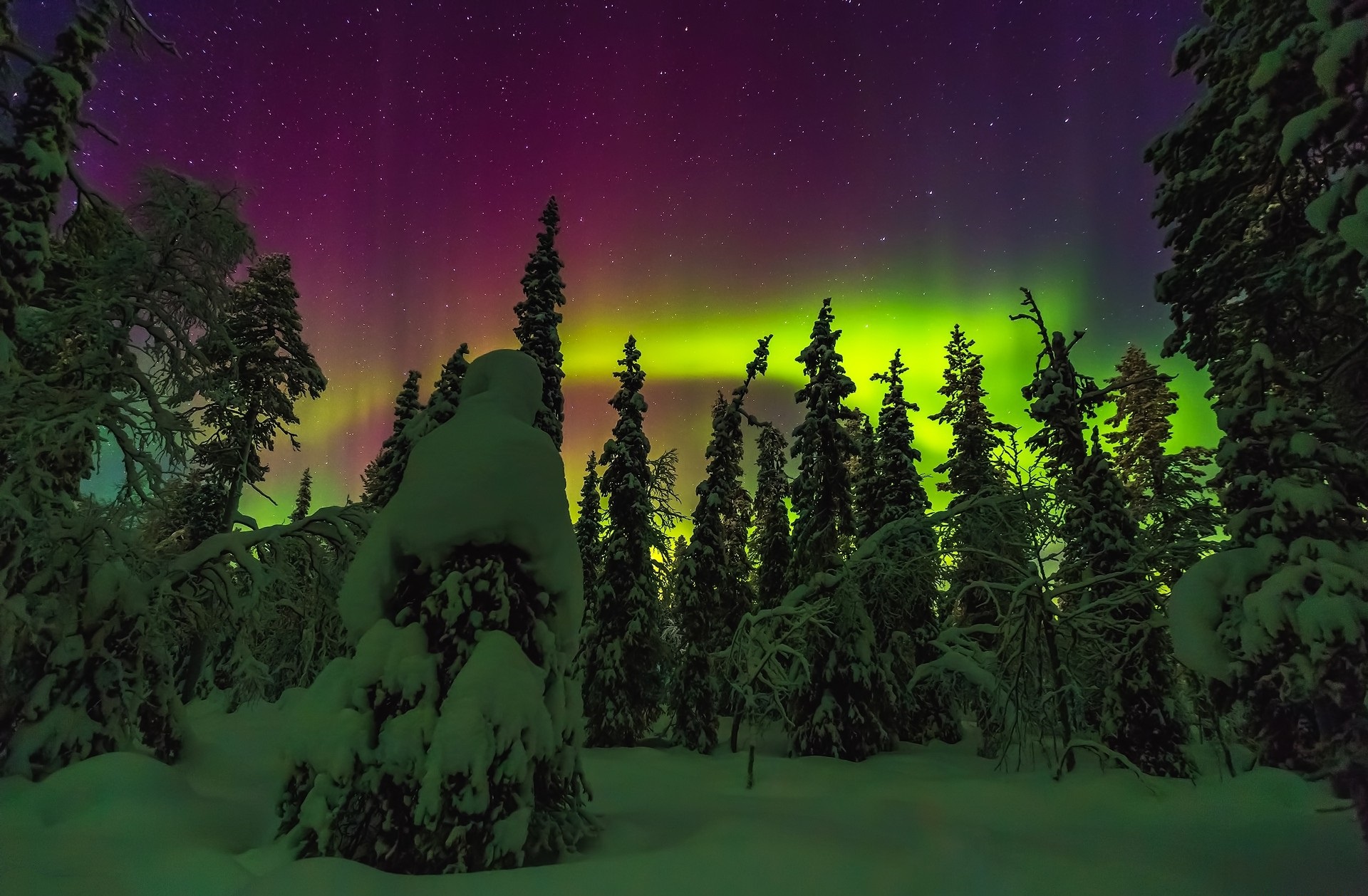 Laden Sie das Winter, Natur, Schnee, Licht, Baum, Nacht, Himmel, Erde/natur, Nordlicht-Bild kostenlos auf Ihren PC-Desktop herunter