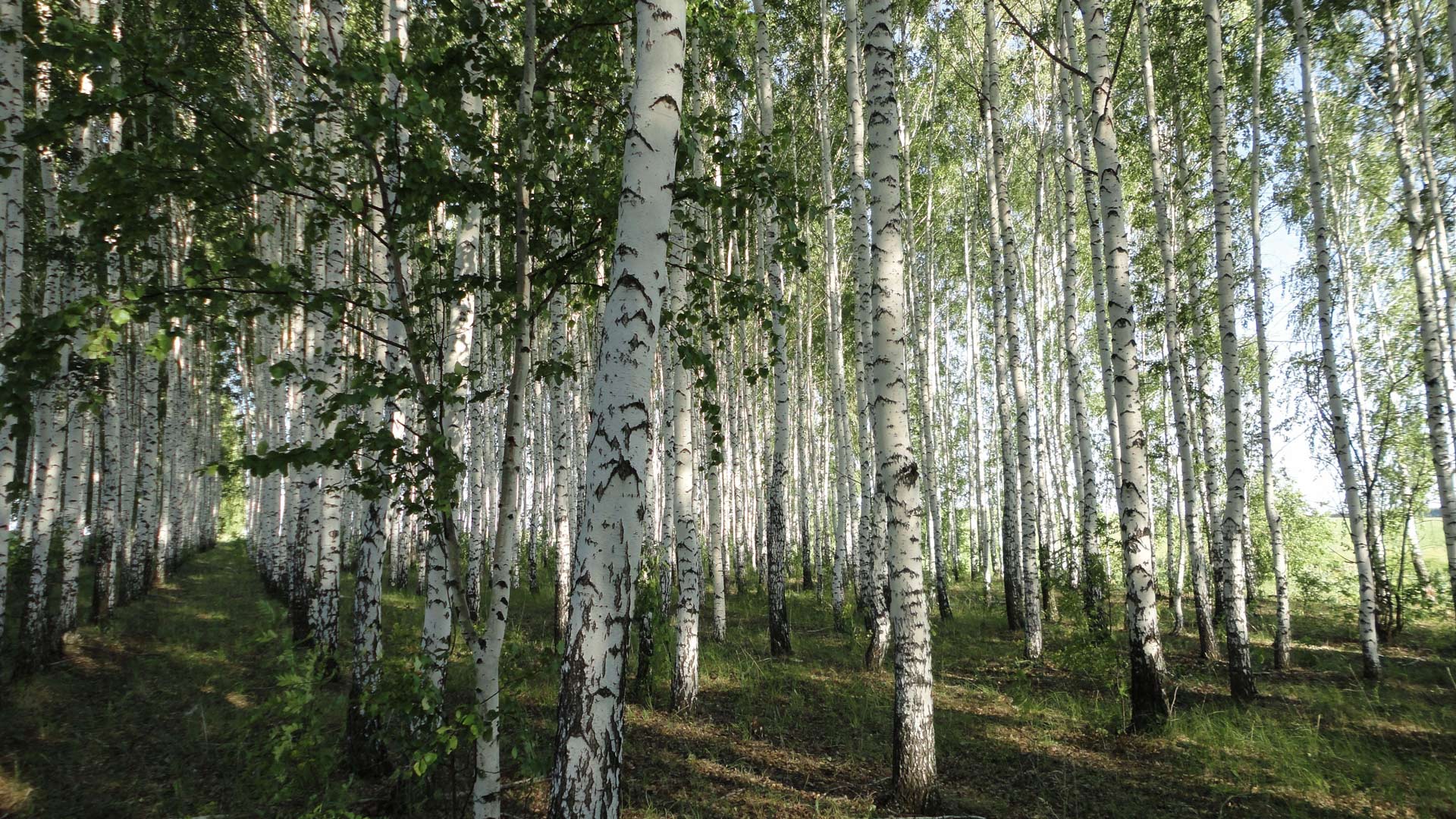 Laden Sie das Birken, Wald, Erde/natur-Bild kostenlos auf Ihren PC-Desktop herunter