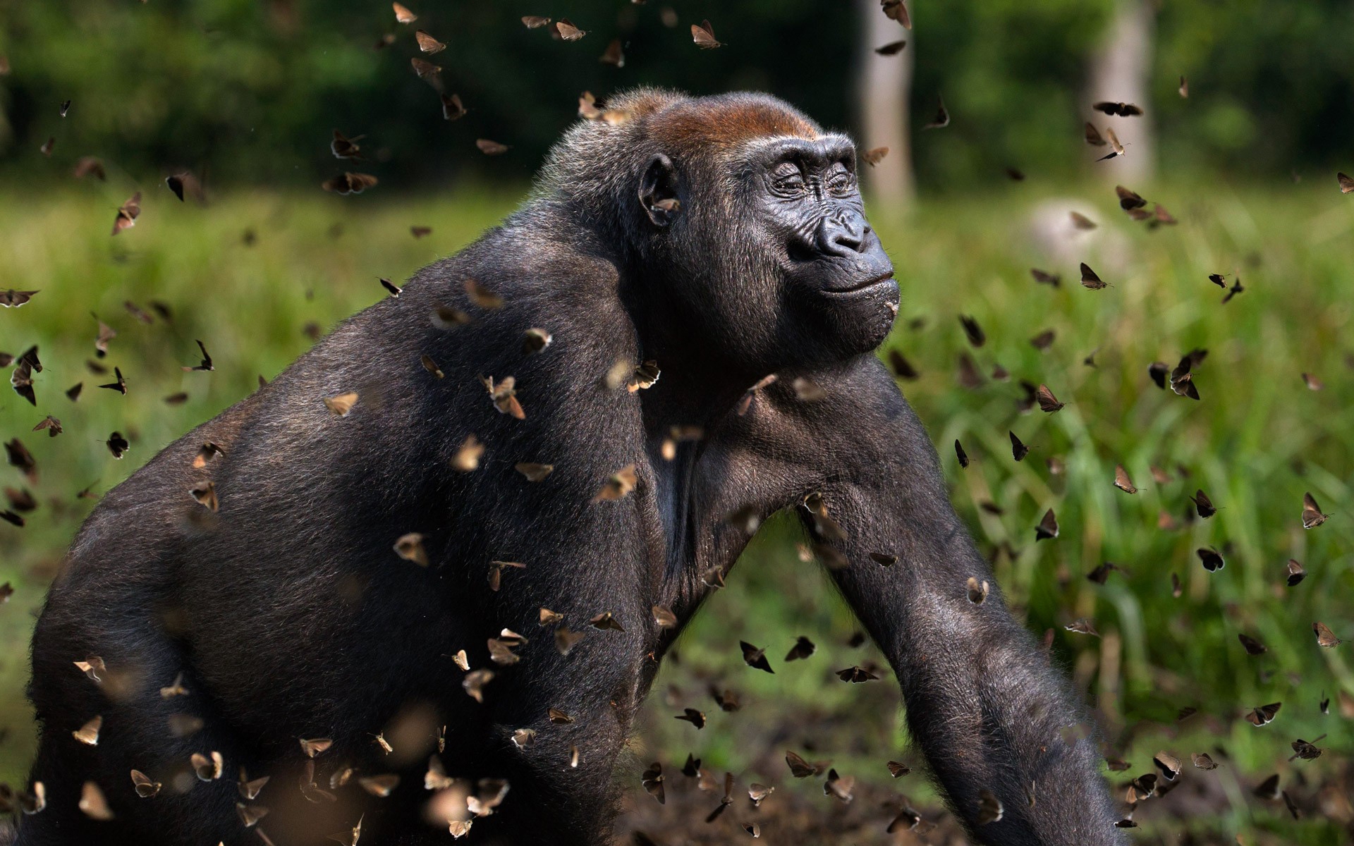Descarga gratuita de fondo de pantalla para móvil de Monos, Gorila, Animales.