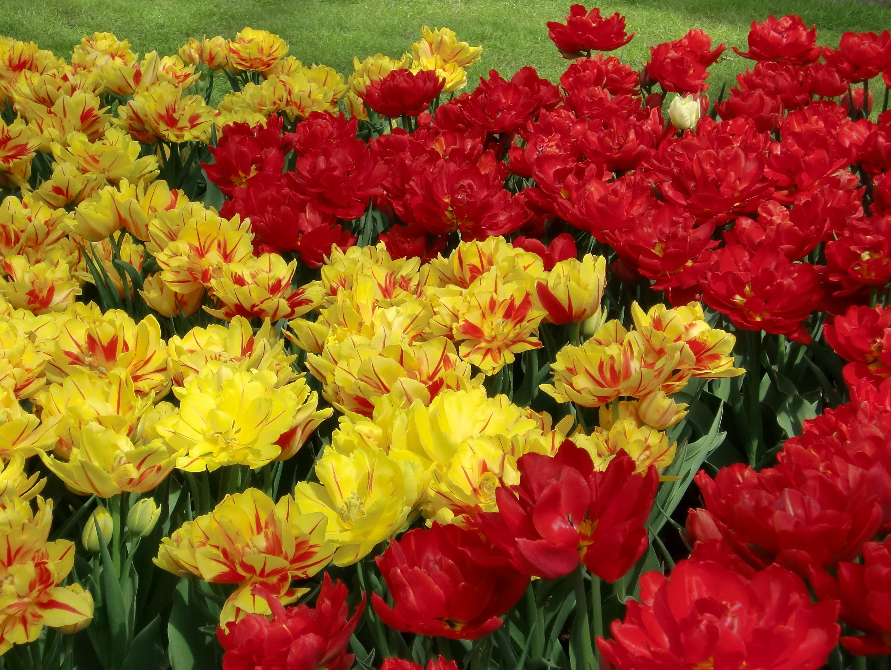 73359 скачать обои тюльпаны, клумба, яркие, цветы, распущенные - заставки и картинки бесплатно
