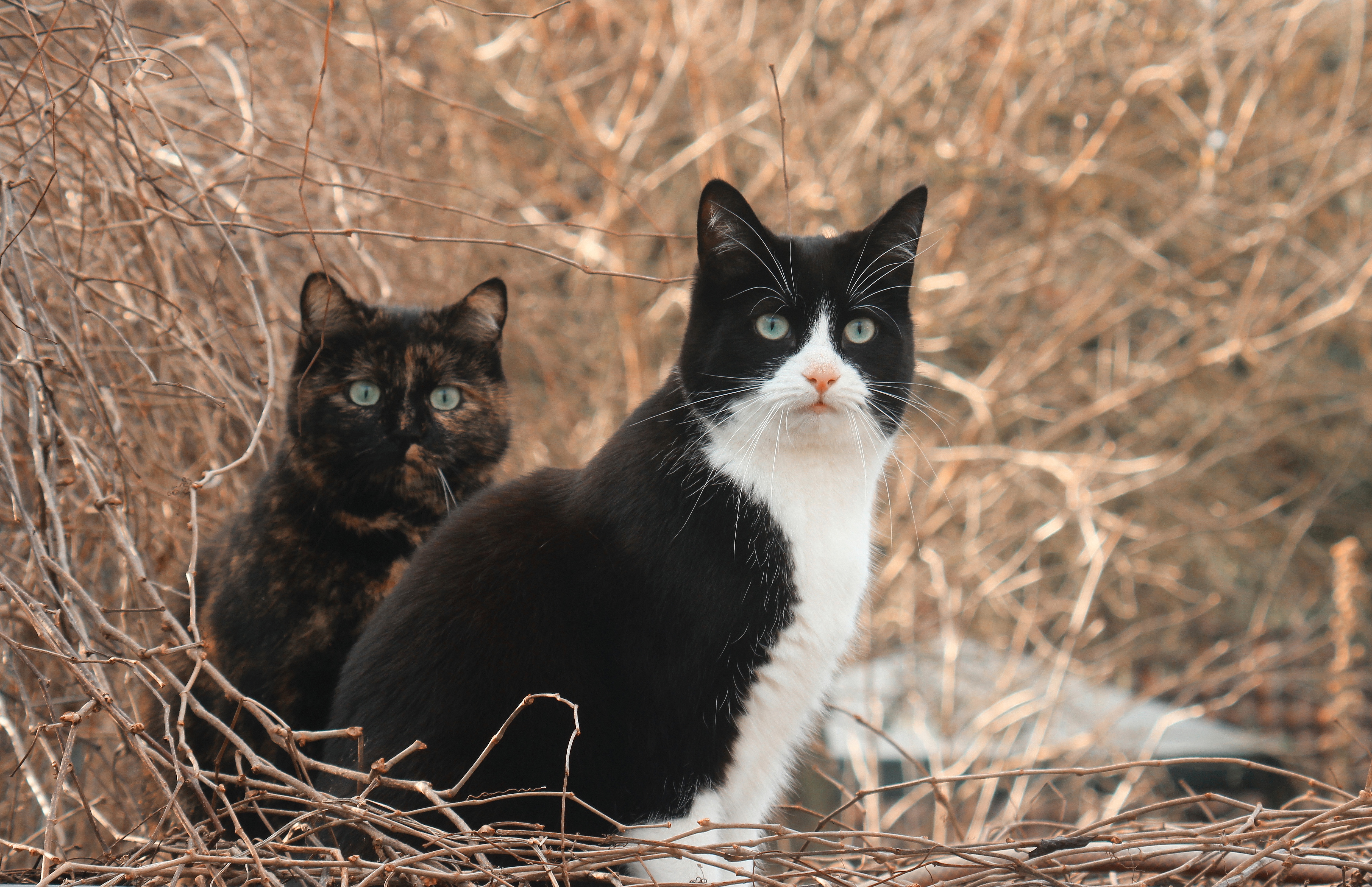 Laden Sie das Tiere, Katzen, Katze-Bild kostenlos auf Ihren PC-Desktop herunter