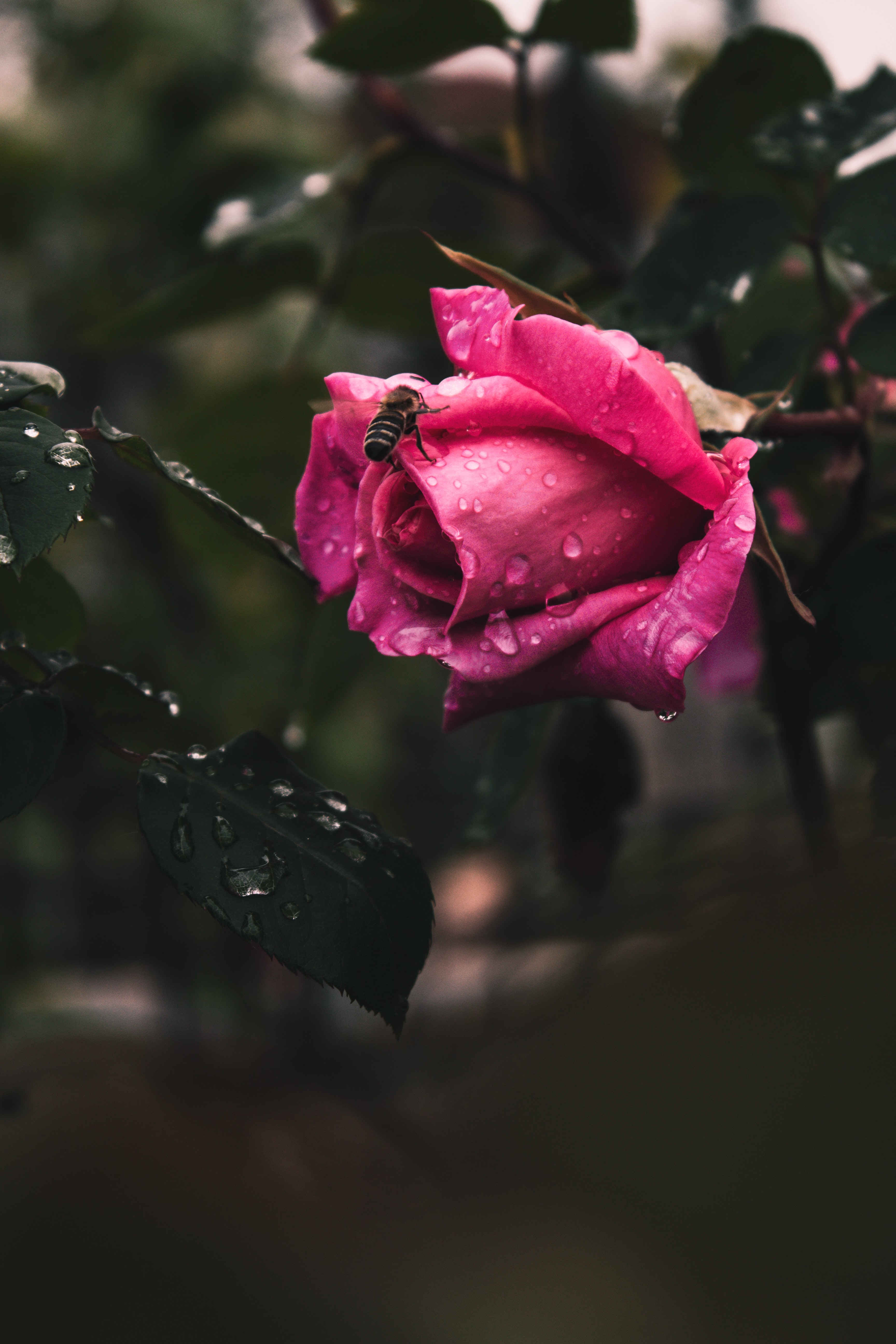 Téléchargez gratuitement l'image Abeille, Planter, Fleur, Drops, Une Rose, Plante, Fleurs, Rose sur le bureau de votre PC