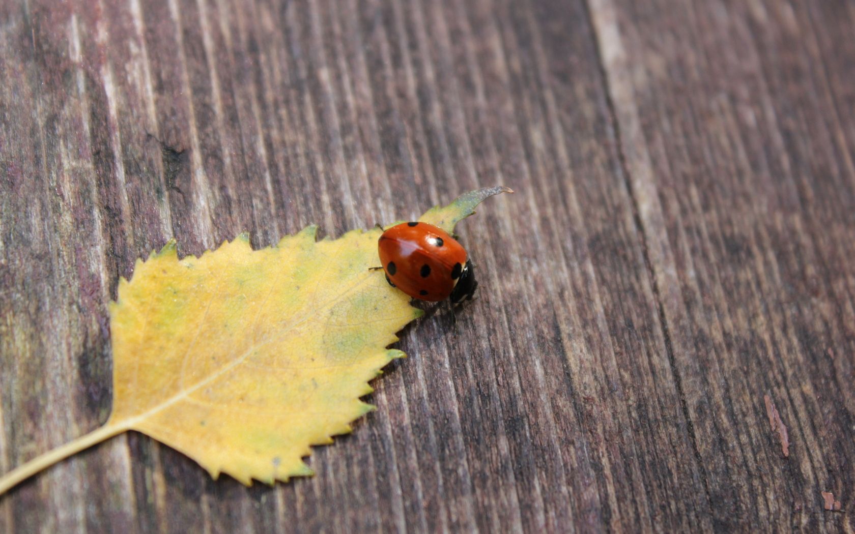 autumn, macro, surface, ladybug, ladybird, leaflet Full HD