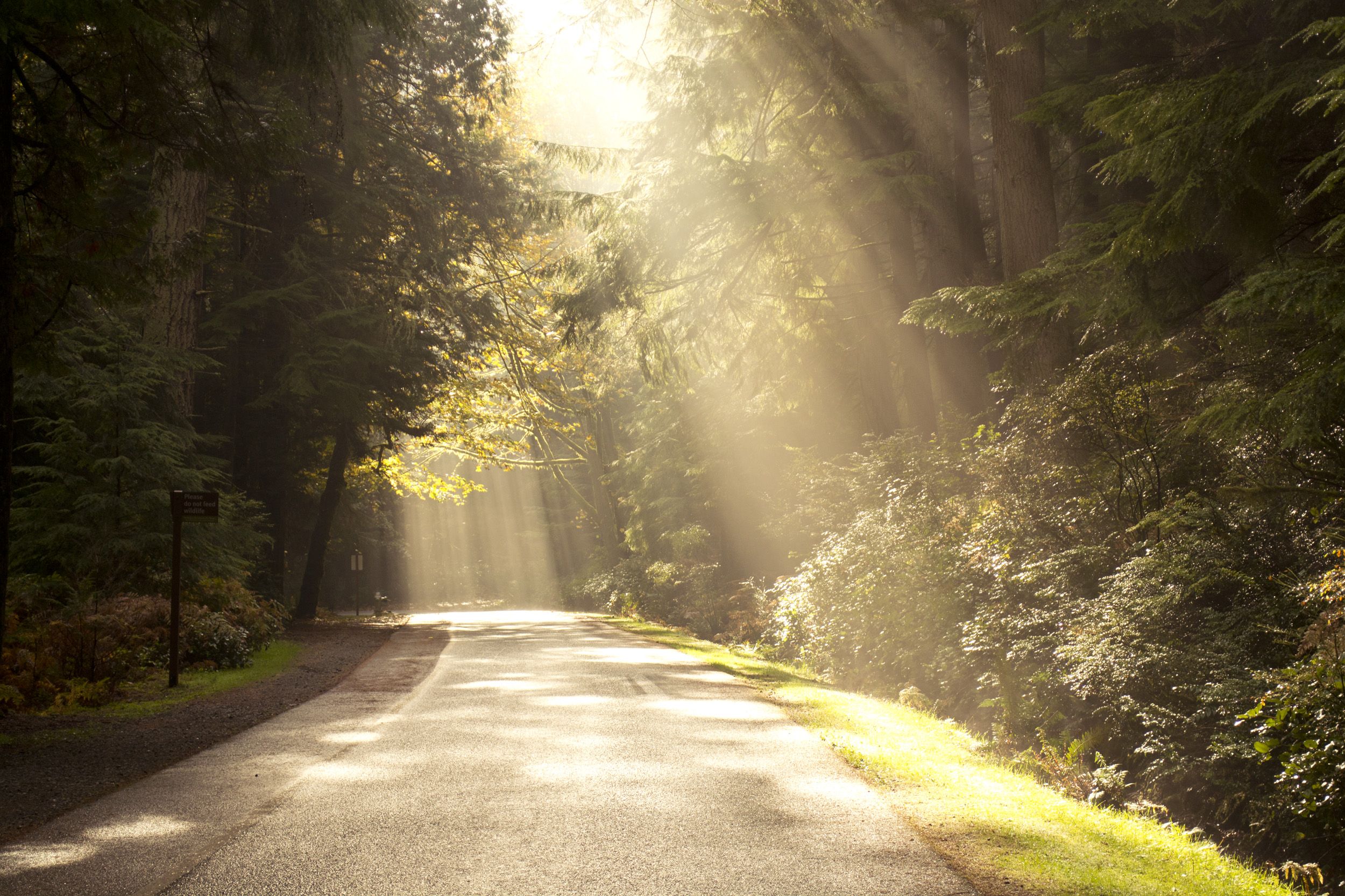 Download mobile wallpaper Light, Road, Forest, Sunbeam, Man Made for free.