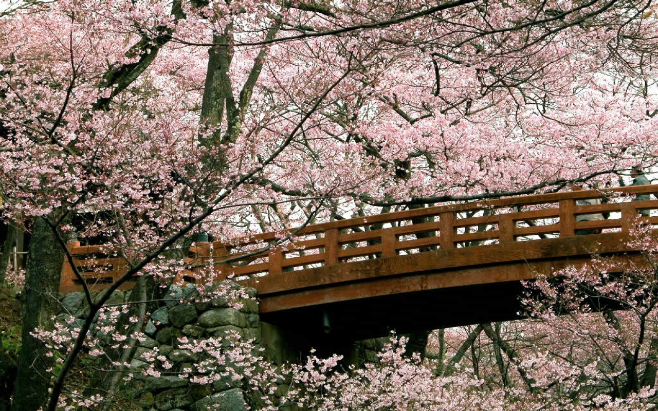 1439624 скачать картинку цвести, япония, земля/природа, мост, токио - обои и заставки бесплатно