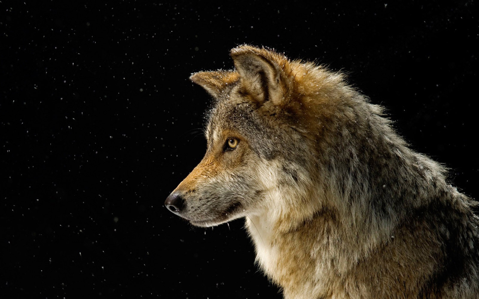 Download mobile wallpaper Stars, Night, Close Up, Wolf, Animal, Wolves for free.