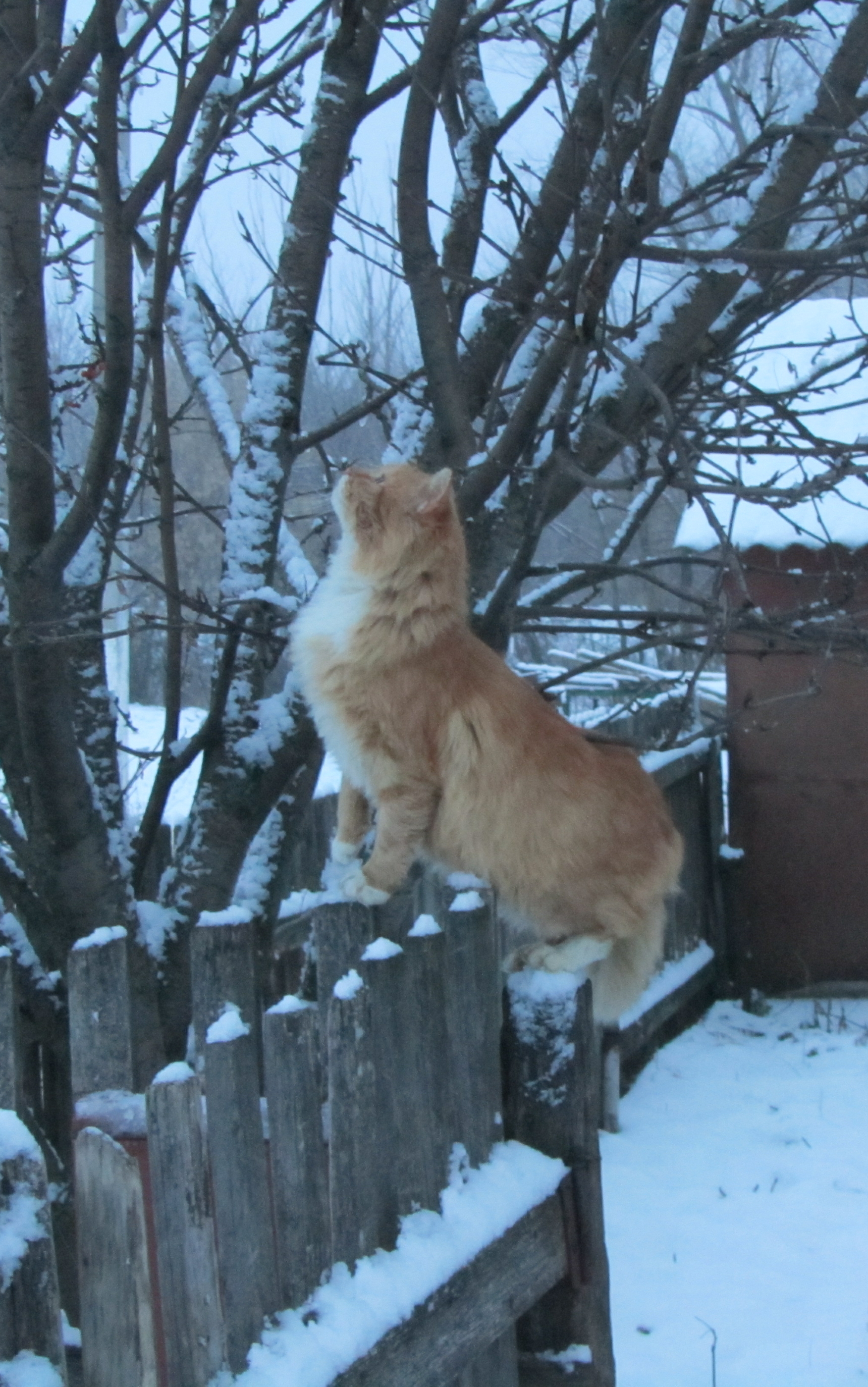 Baixe gratuitamente a imagem Animais, Gatos, Gato na área de trabalho do seu PC