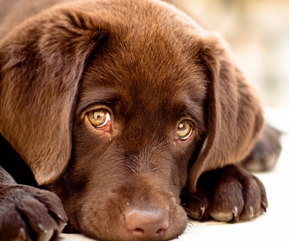 Handy-Wallpaper Tiere, Hunde, Hund, Nahansicht, Labrador Retriever kostenlos herunterladen.