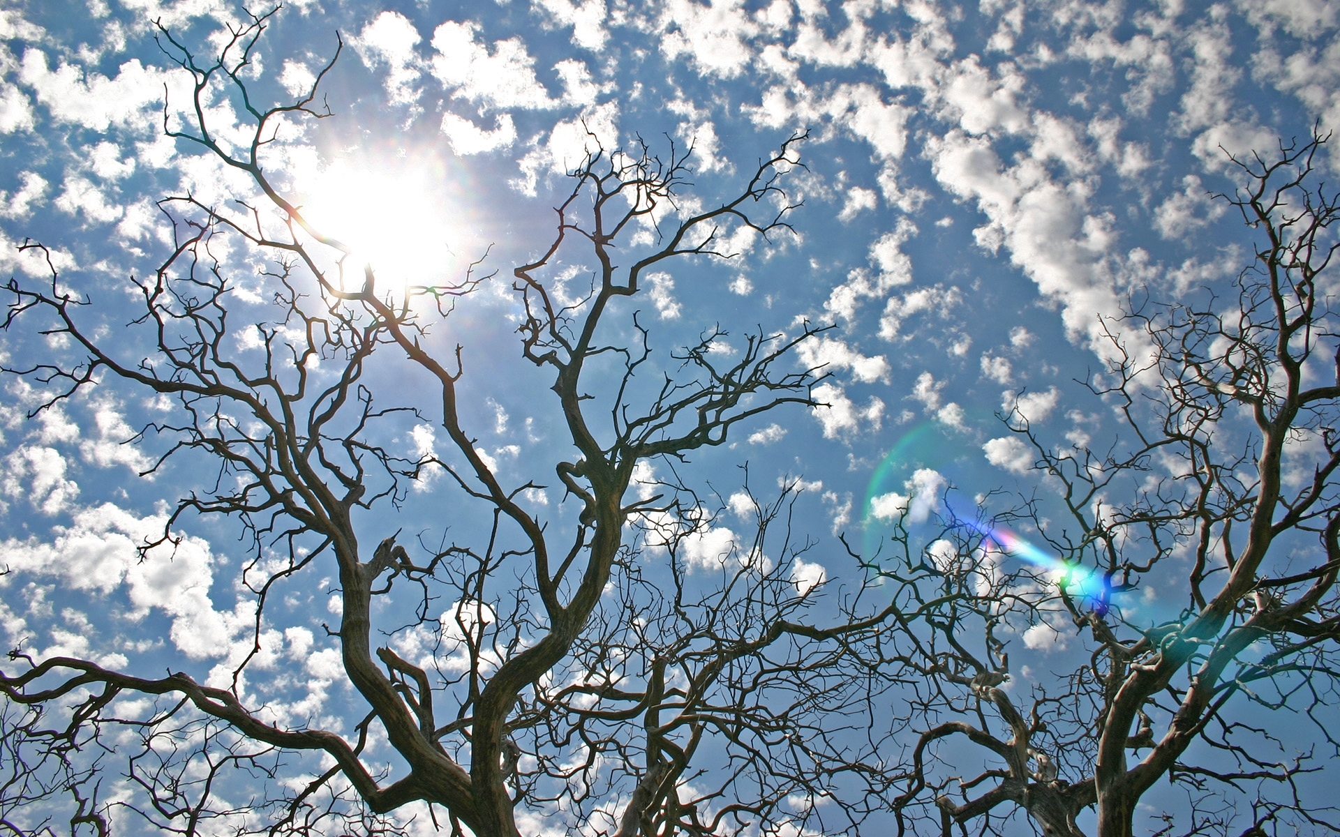 Baixe gratuitamente a imagem Paisagem, Árvores, Céu, Sol na área de trabalho do seu PC