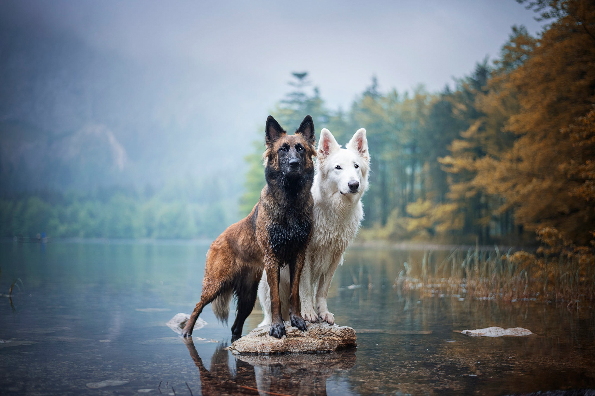 456385 Bild herunterladen tiere, hund, belgischer schäferhund, berger blanc suisse, hunde - Hintergrundbilder und Bildschirmschoner kostenlos