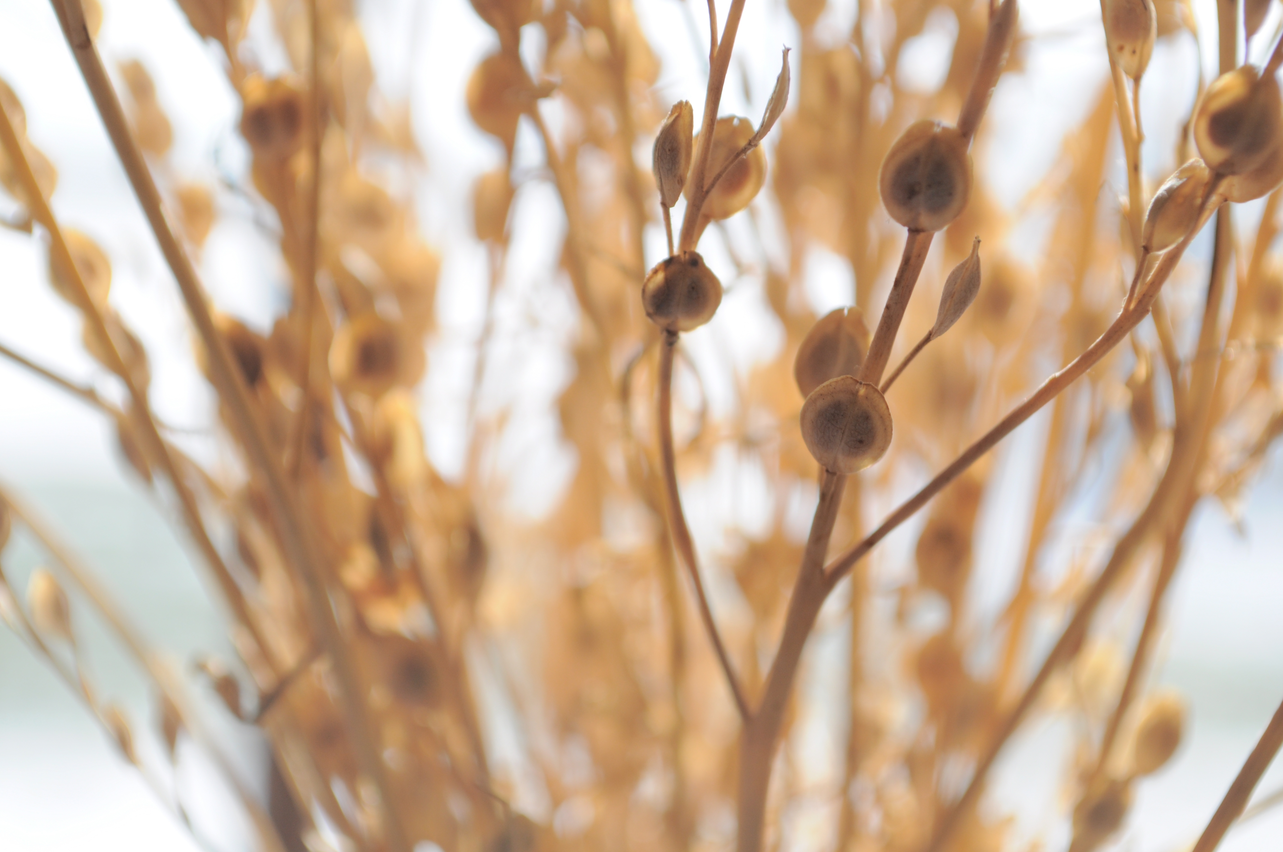 Free download wallpaper Macro, Shine, Light, Branch, Plant on your PC desktop