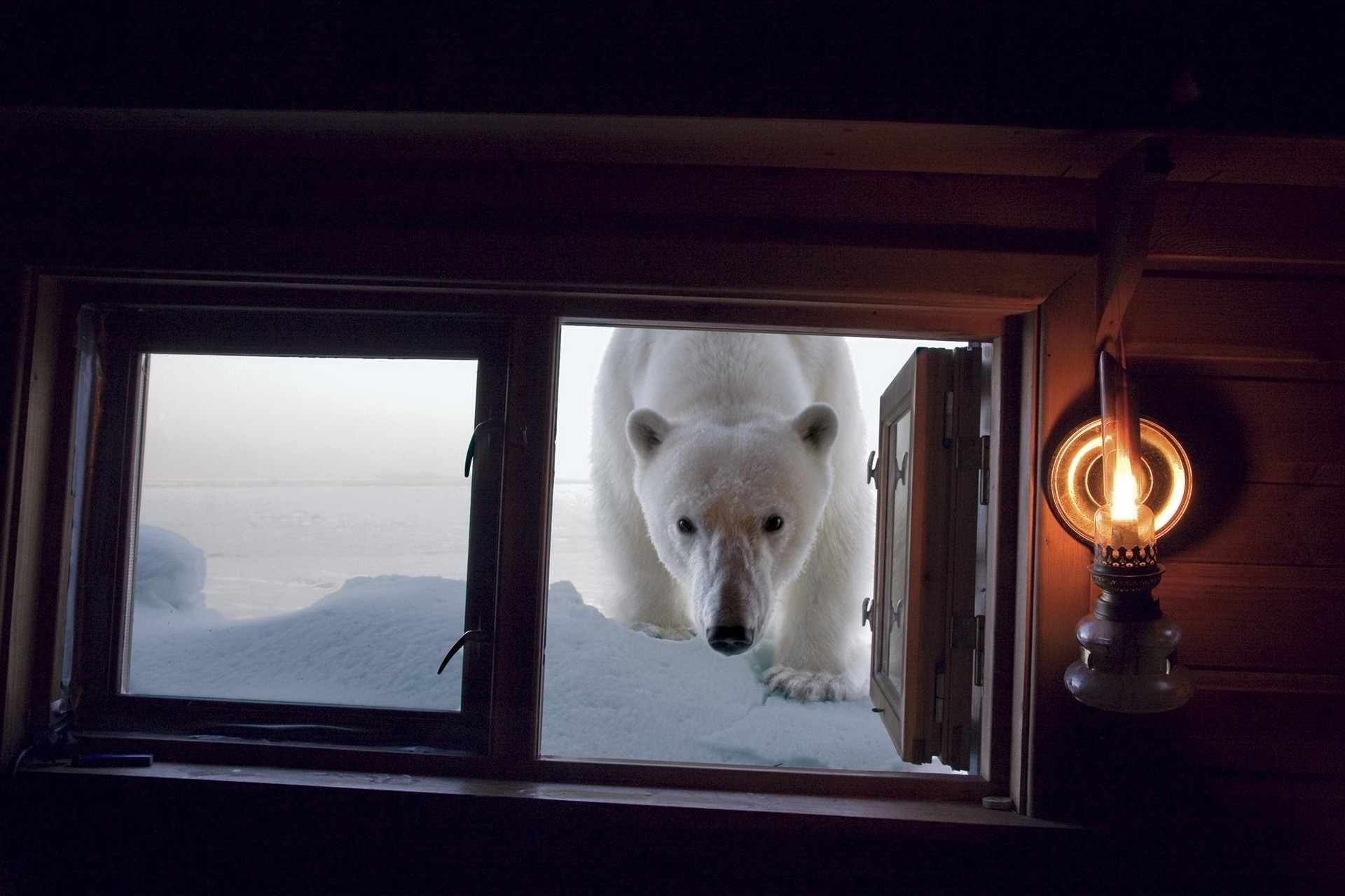 Descarga gratuita de fondo de pantalla para móvil de Animales, Oso Polar.