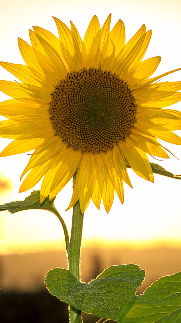 Download mobile wallpaper Flowers, Summer, Flower, Earth, Sunflower, Yellow Flower for free.