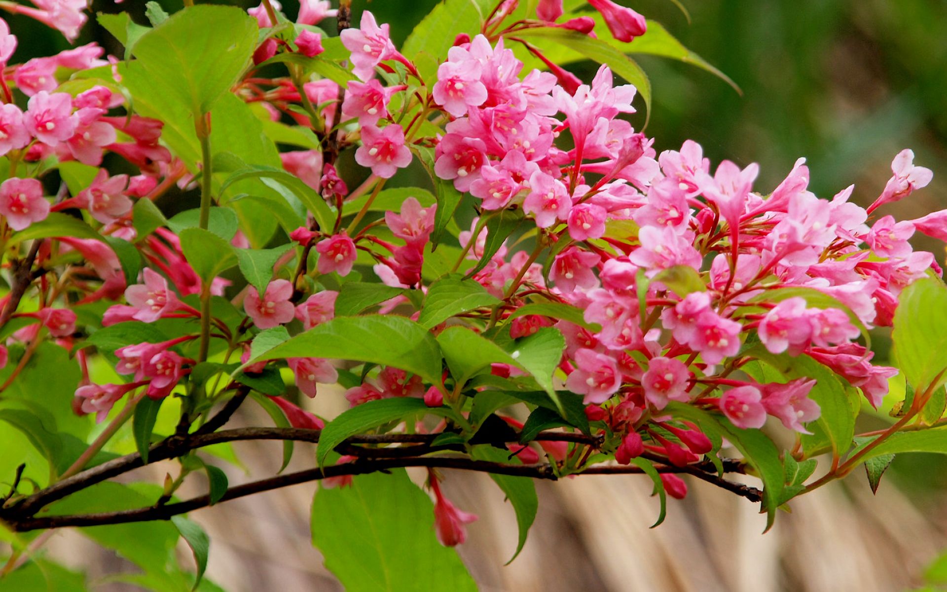 Скачати мобільні шпалери Квітка, Цвітіння, Земля, Весна, Рожева Квітка, Відділення, Флауерзи безкоштовно.