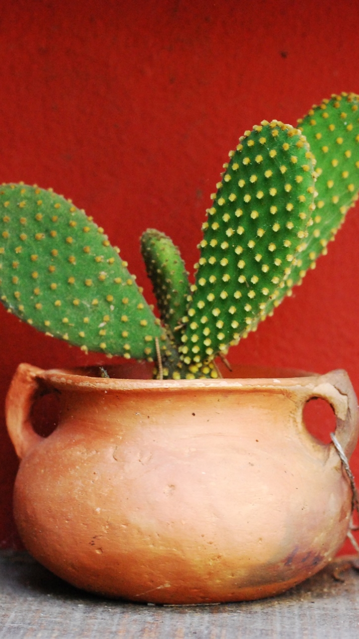 Handy-Wallpaper Kaktus, Erde/natur, Topfpflanze kostenlos herunterladen.