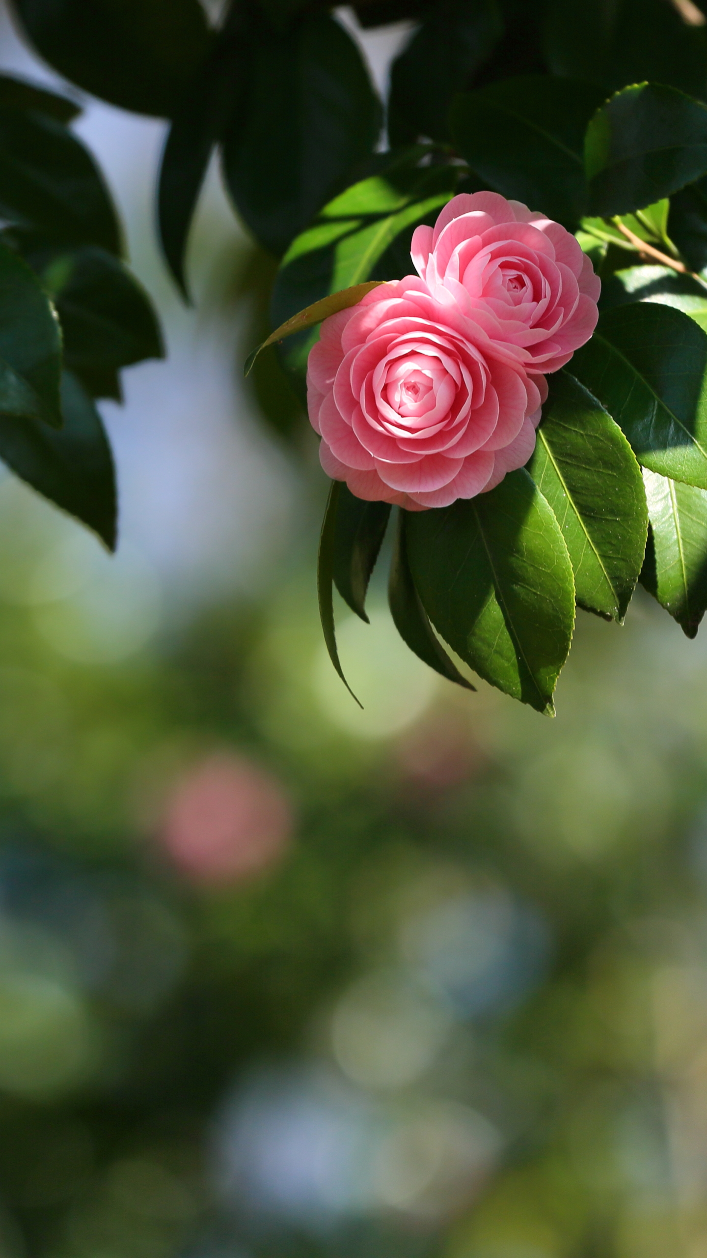 Download mobile wallpaper Flowers, Flower, Earth, Spring, Bokeh, Camellia for free.