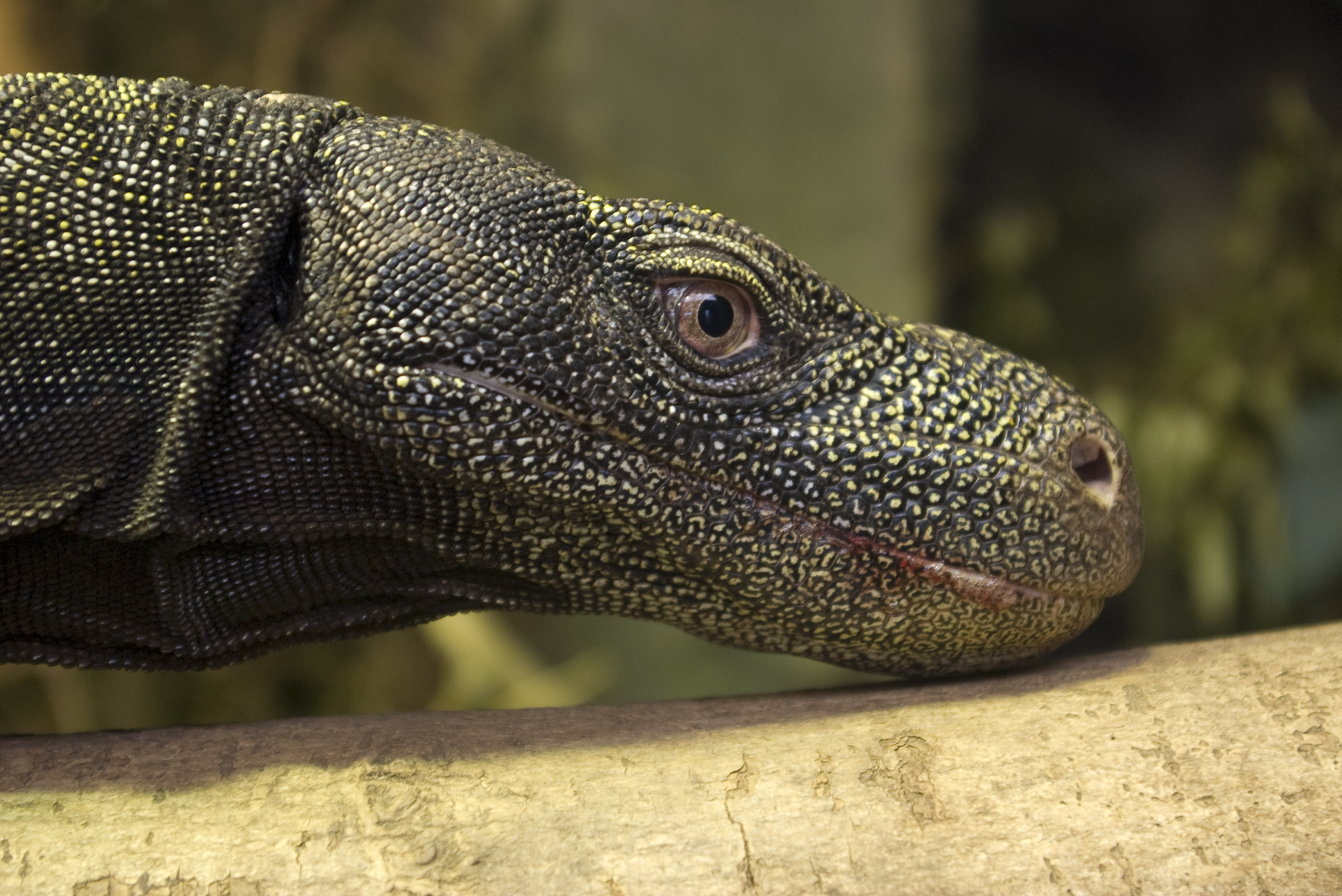 Handy-Wallpaper Krokodil Monitor, Reptilien, Tiere kostenlos herunterladen.