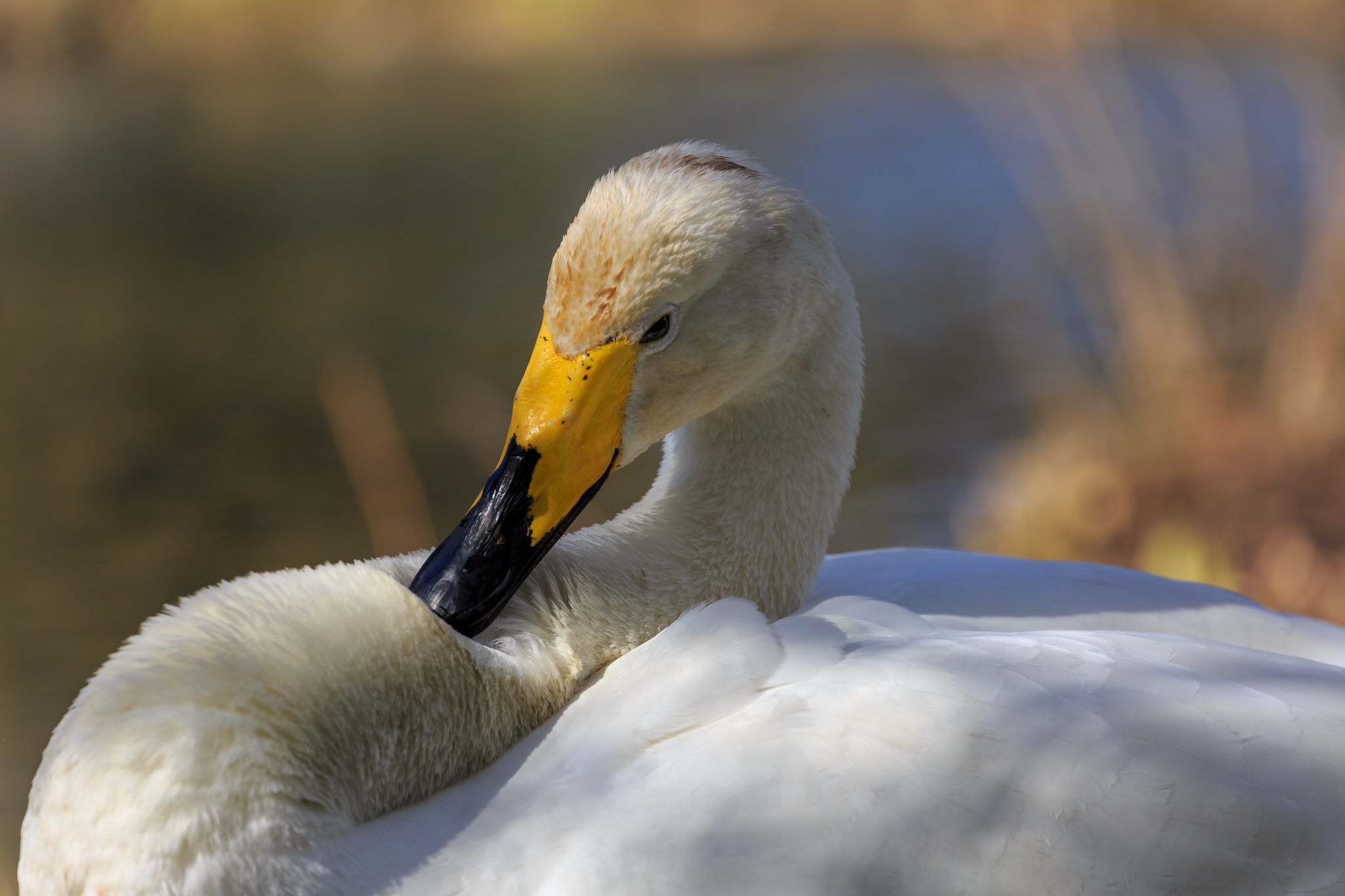Download mobile wallpaper Birds, Bird, Beak, Animal, Swan, Tundra Swan for free.