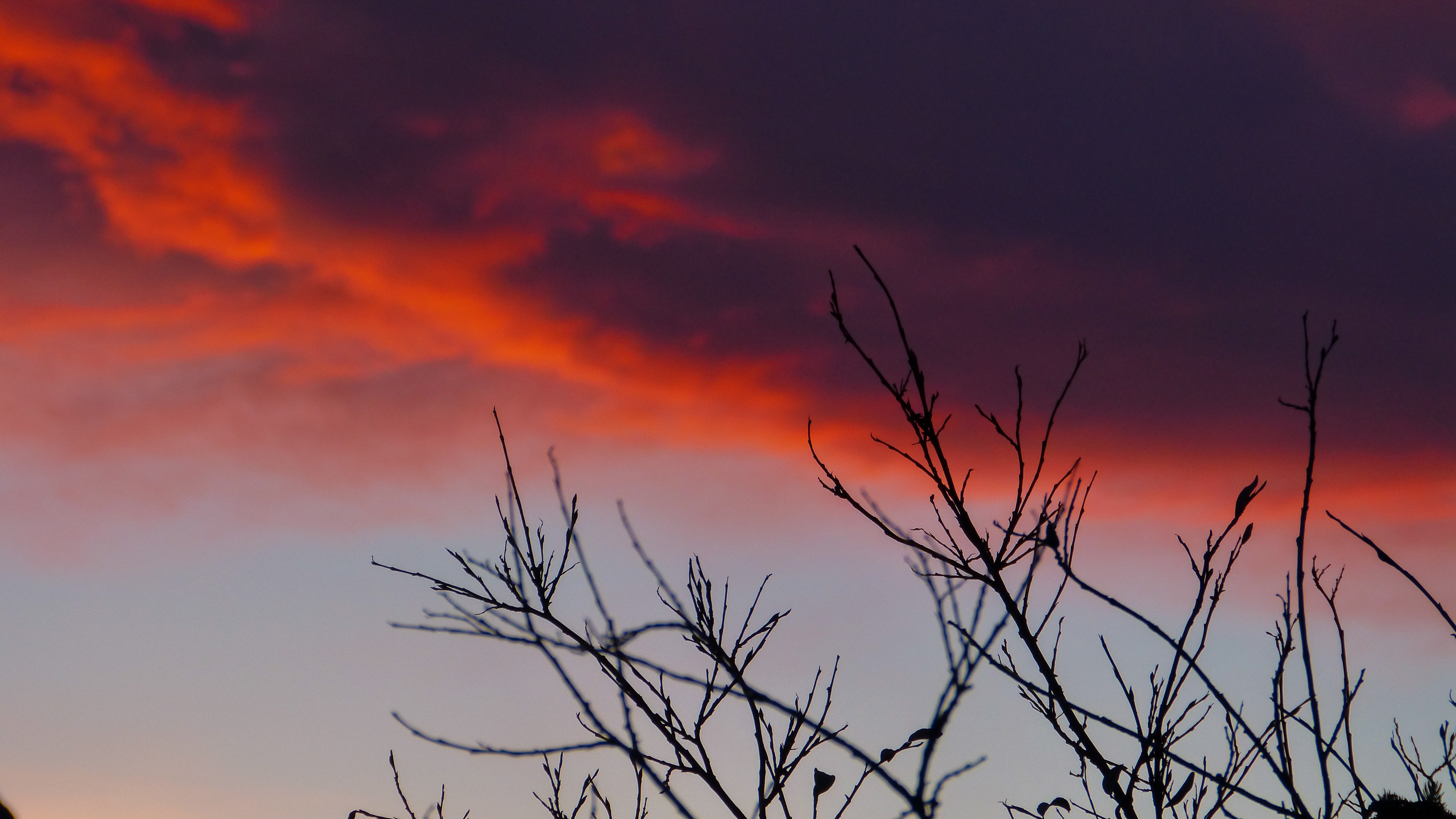 Laden Sie das Sky, Geäst, Zweige, Natur, Sonnenaufgang-Bild kostenlos auf Ihren PC-Desktop herunter