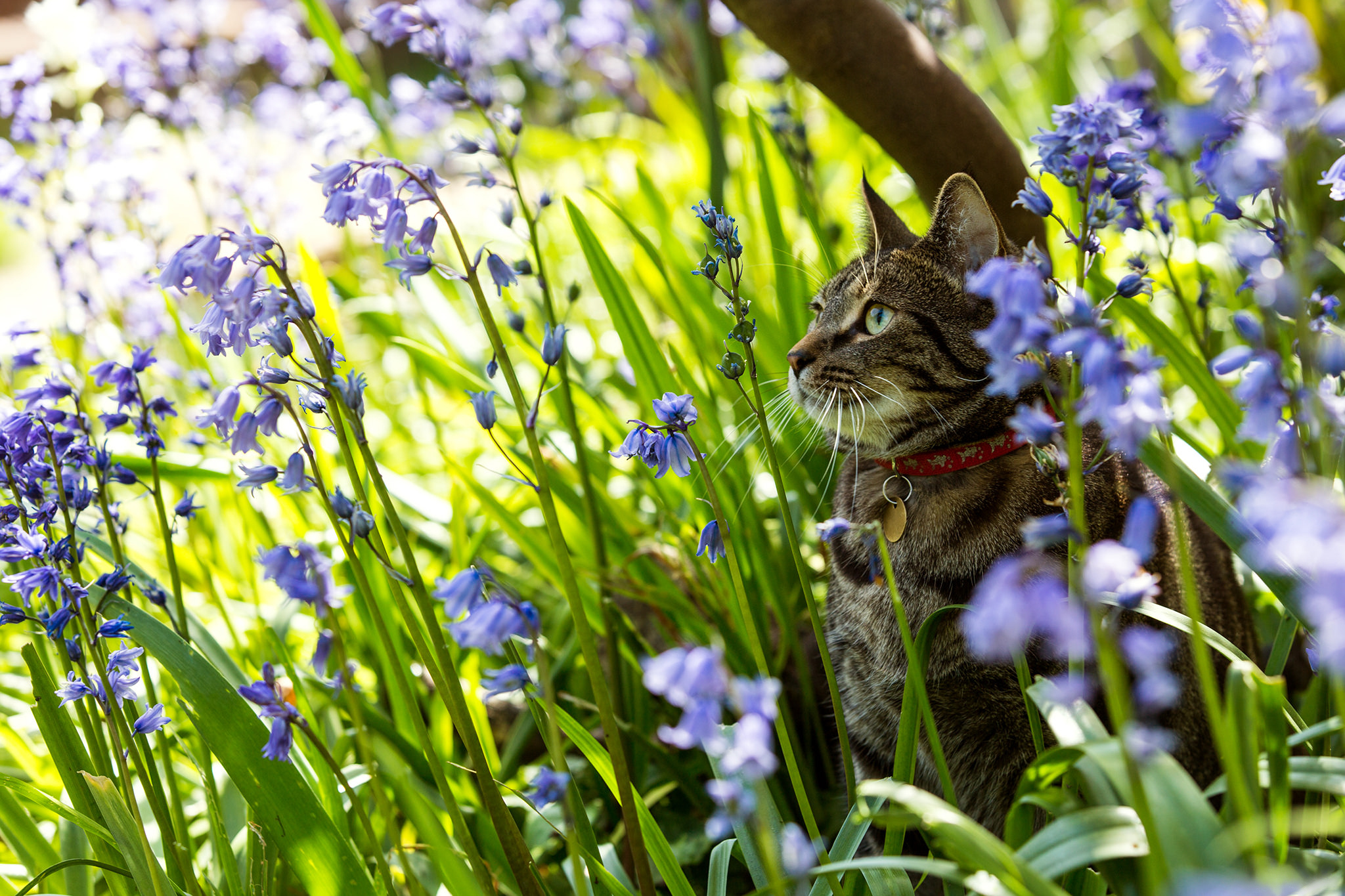 Download mobile wallpaper Cats, Nature, Flower, Cat, Animal, Purple Flower for free.