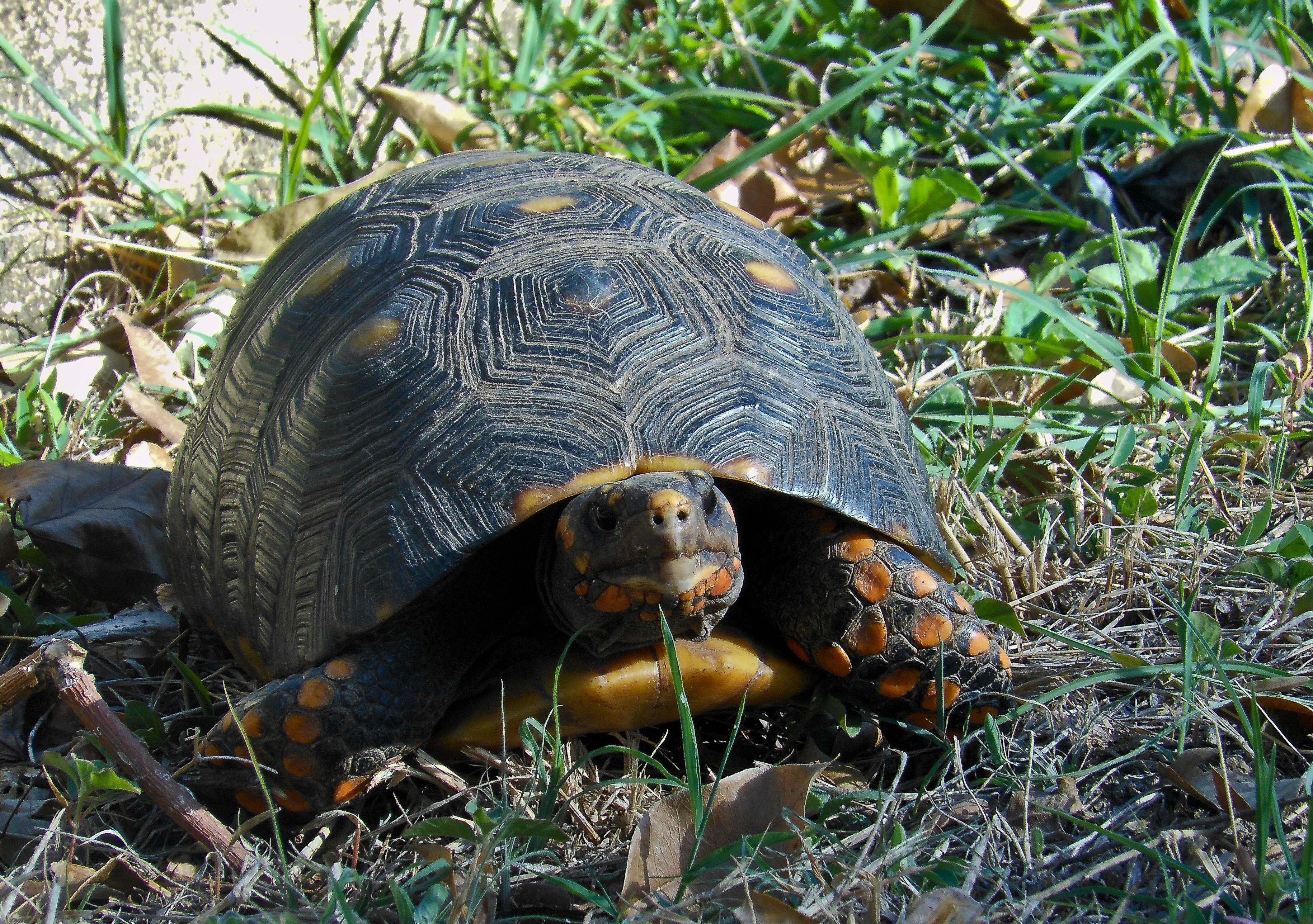turtle, animals, grass, spotted, spotty, climb 1080p