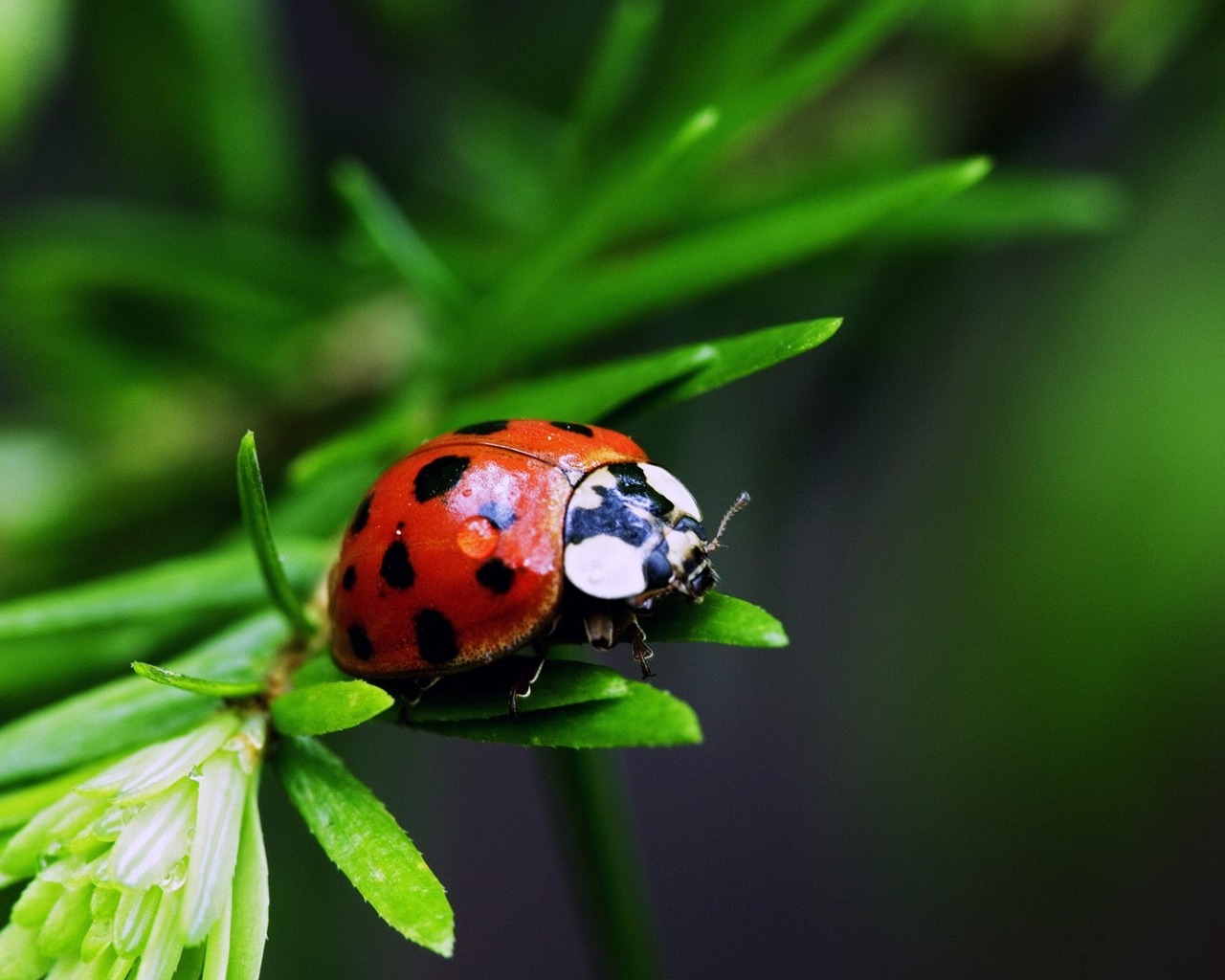 Download mobile wallpaper Animal, Ladybug for free.