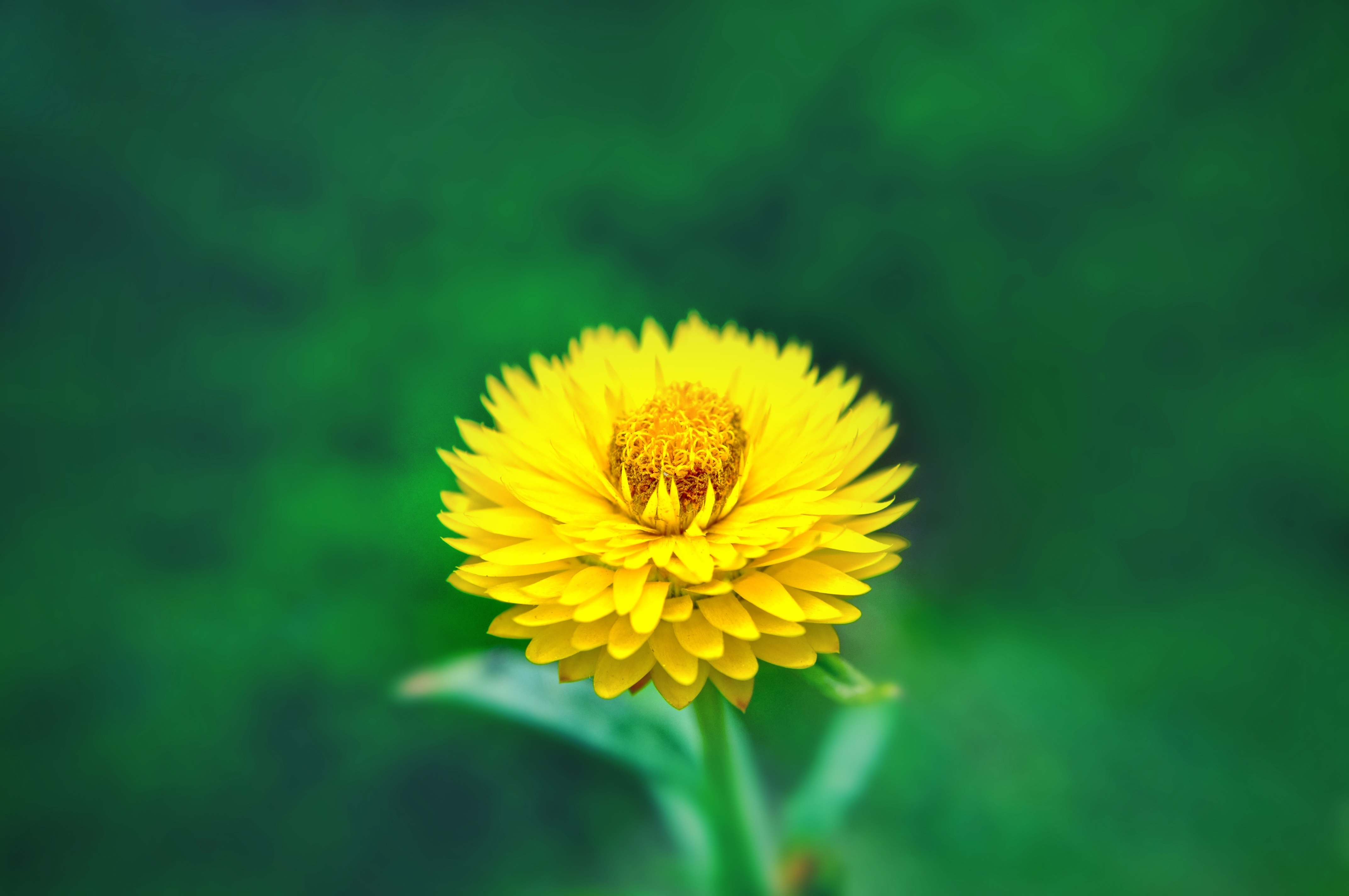 Download mobile wallpaper Flowers, Flower, Macro, Earth, Yellow Flower for free.