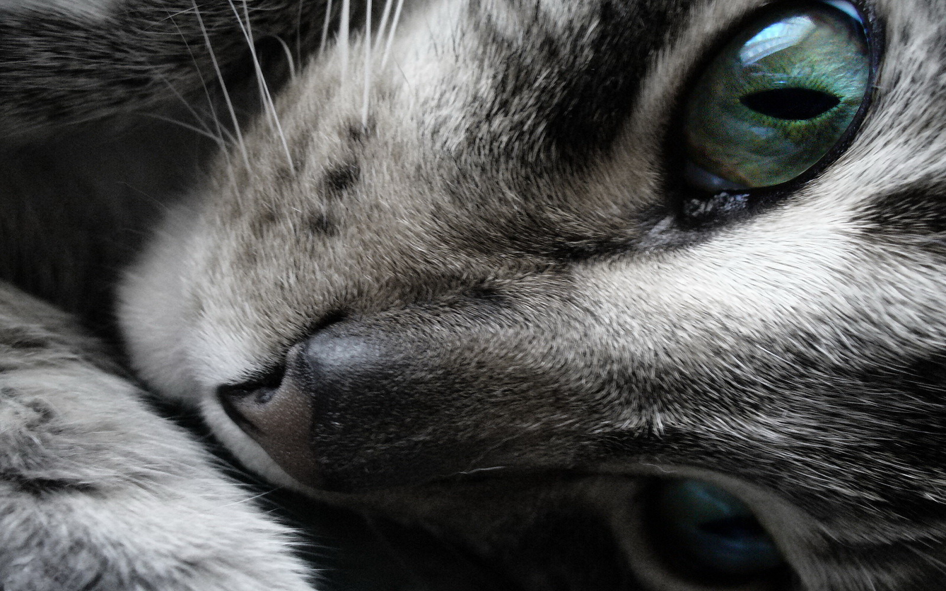 Free download wallpaper Cat, Cats, Animal on your PC desktop