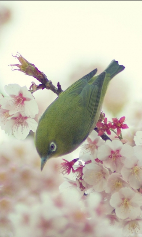 Descarga gratuita de fondo de pantalla para móvil de Animales, Aves, Ave.