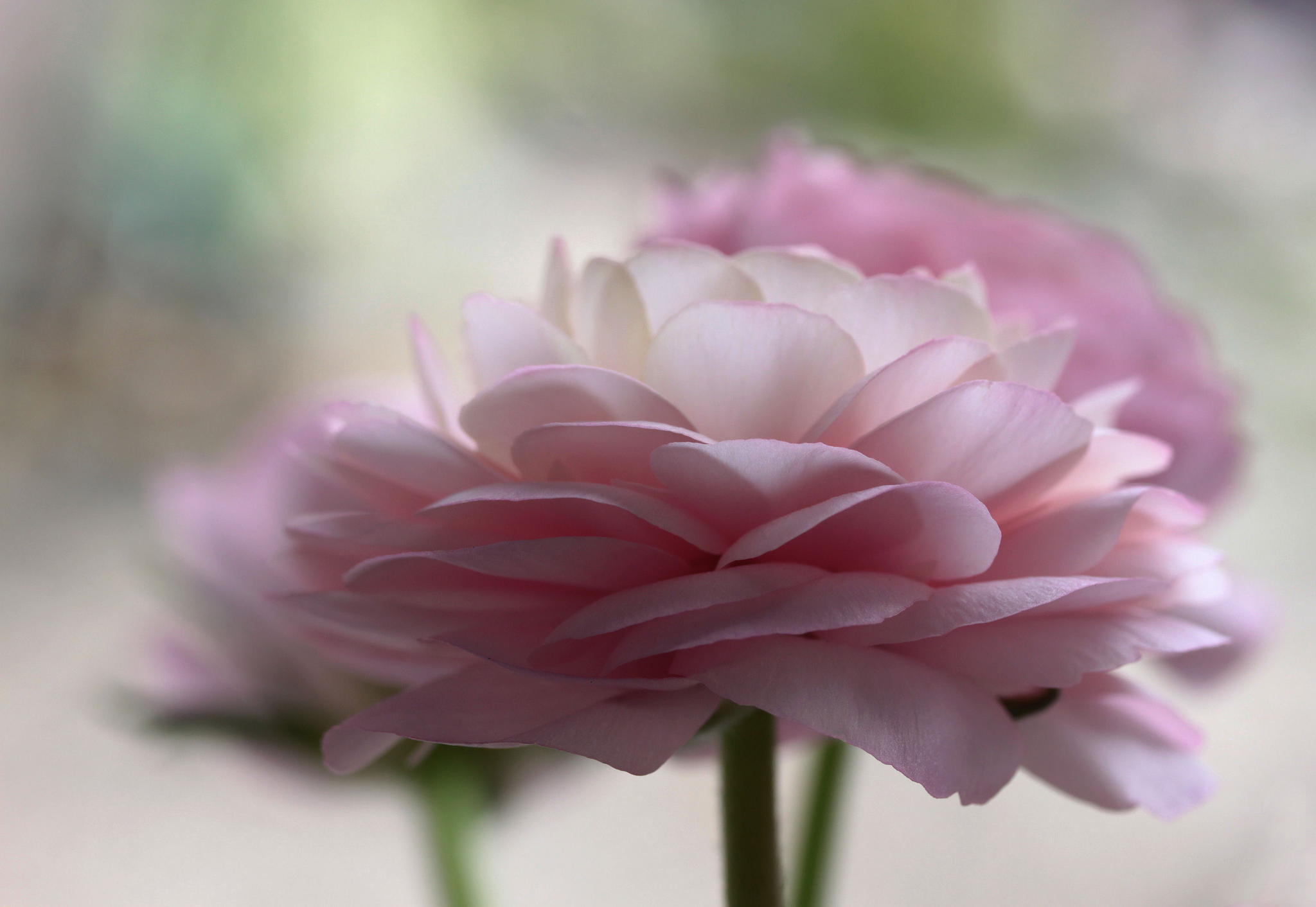 earth, buttercup, blur, close up, flower, pink flower, flowers