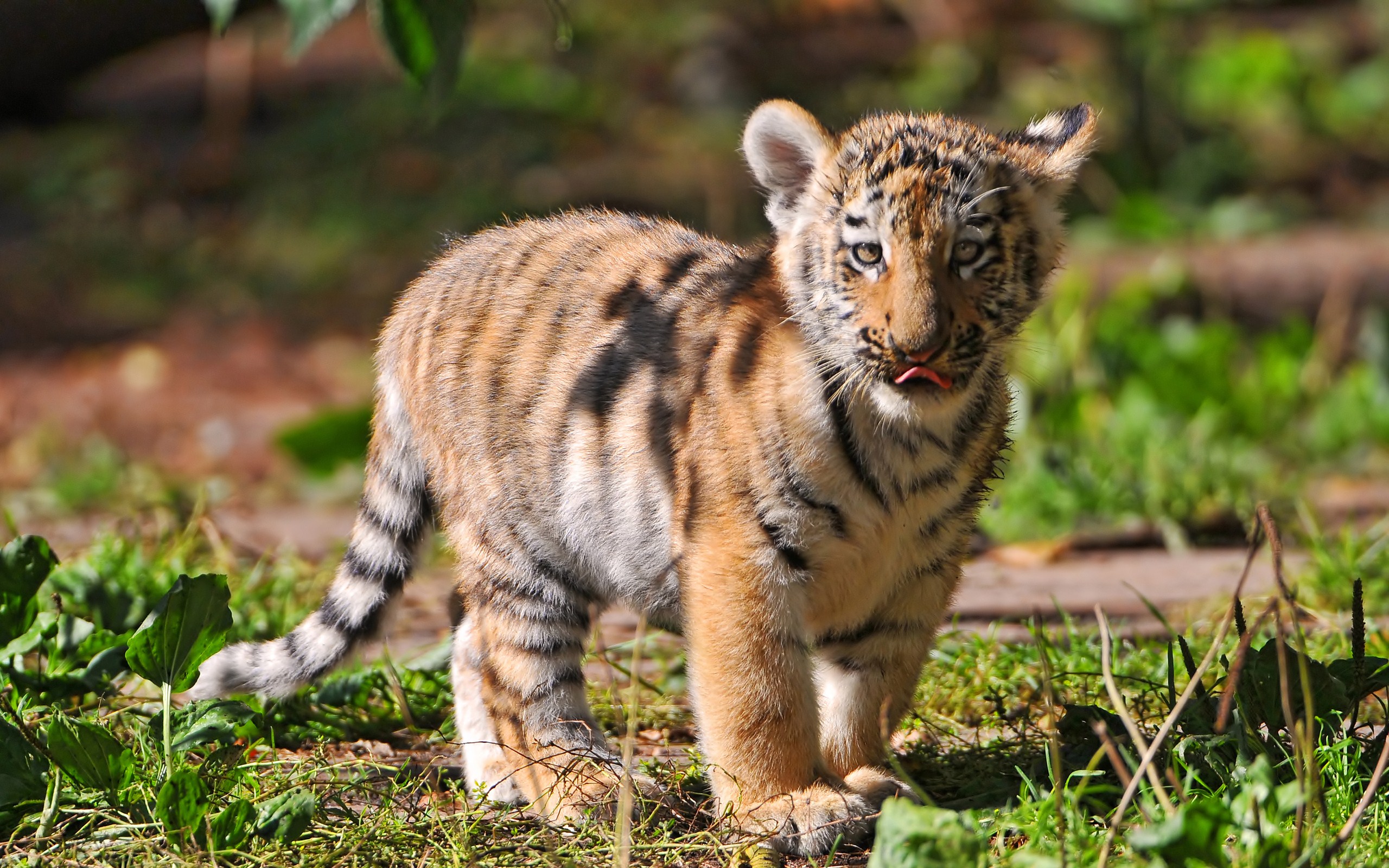 Descarga gratis la imagen Animales, Gatos, Tigre, Bebé en el escritorio de tu PC
