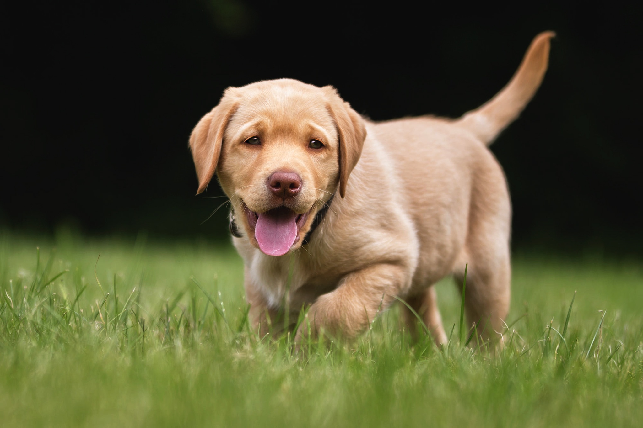 Free download wallpaper Dogs, Dog, Animal, Puppy, Golden Retriever, Baby Animal on your PC desktop