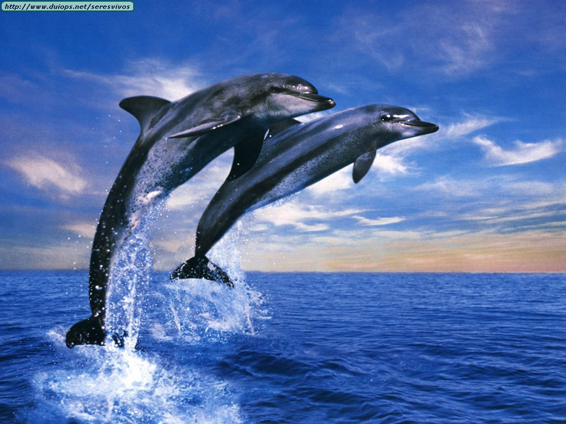 Скачать обои бесплатно Животные, Дельфин картинка на рабочий стол ПК