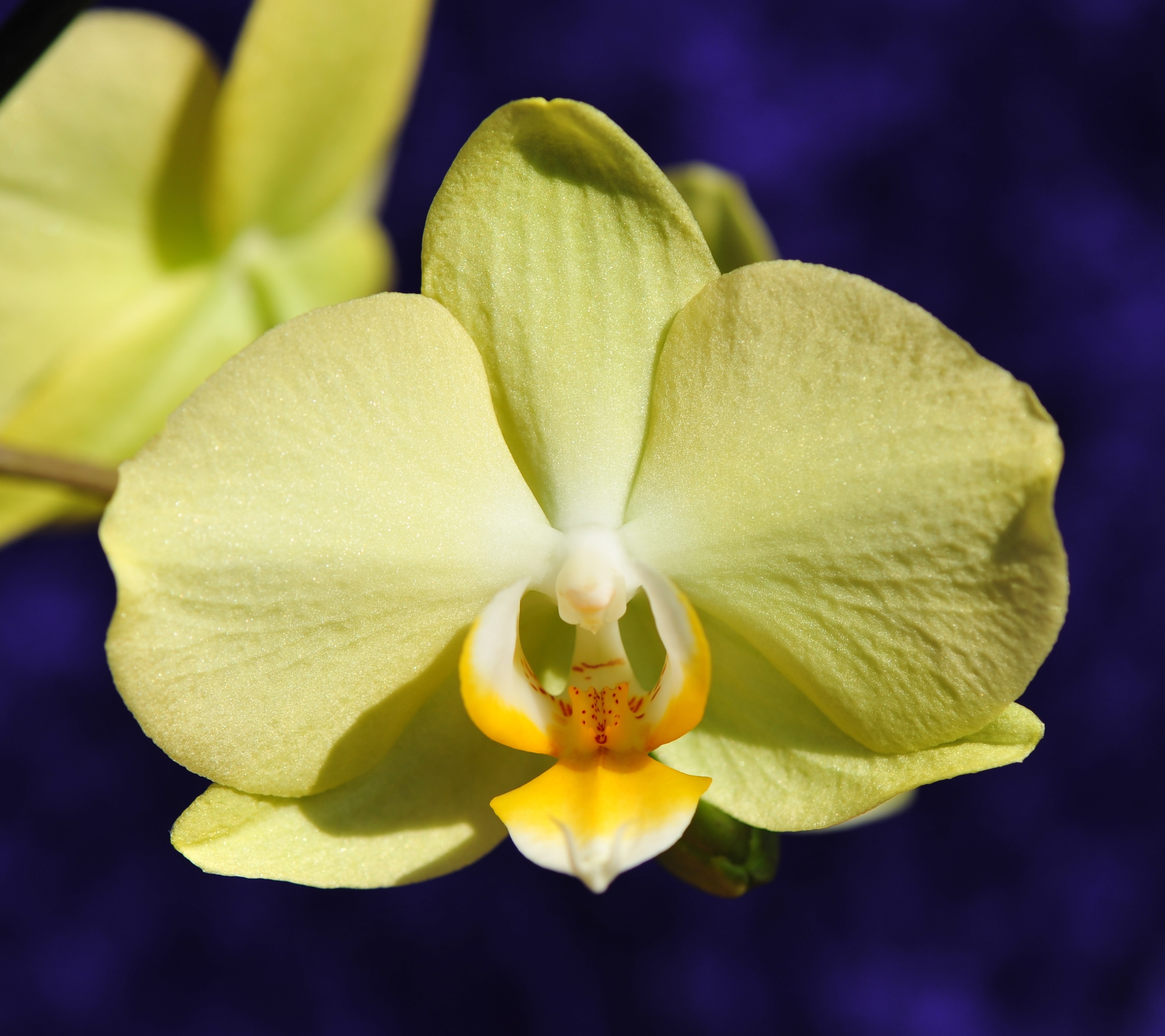 Laden Sie das Natur, Blumen, Blume, Orchidee, Gelbe Blume, Erde/natur-Bild kostenlos auf Ihren PC-Desktop herunter