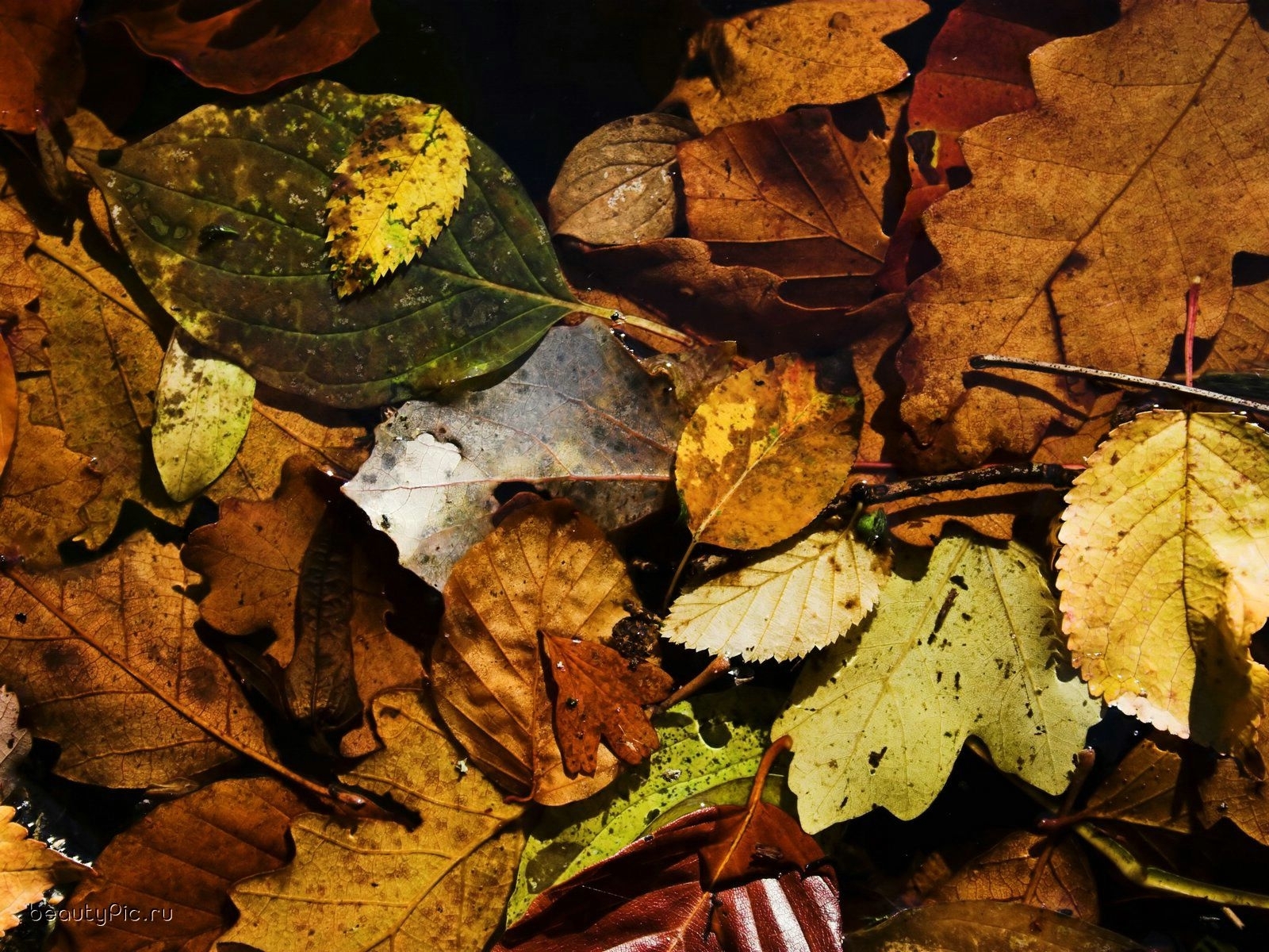 PCデスクトップに背景, 秋, 葉, 植物画像を無料でダウンロード
