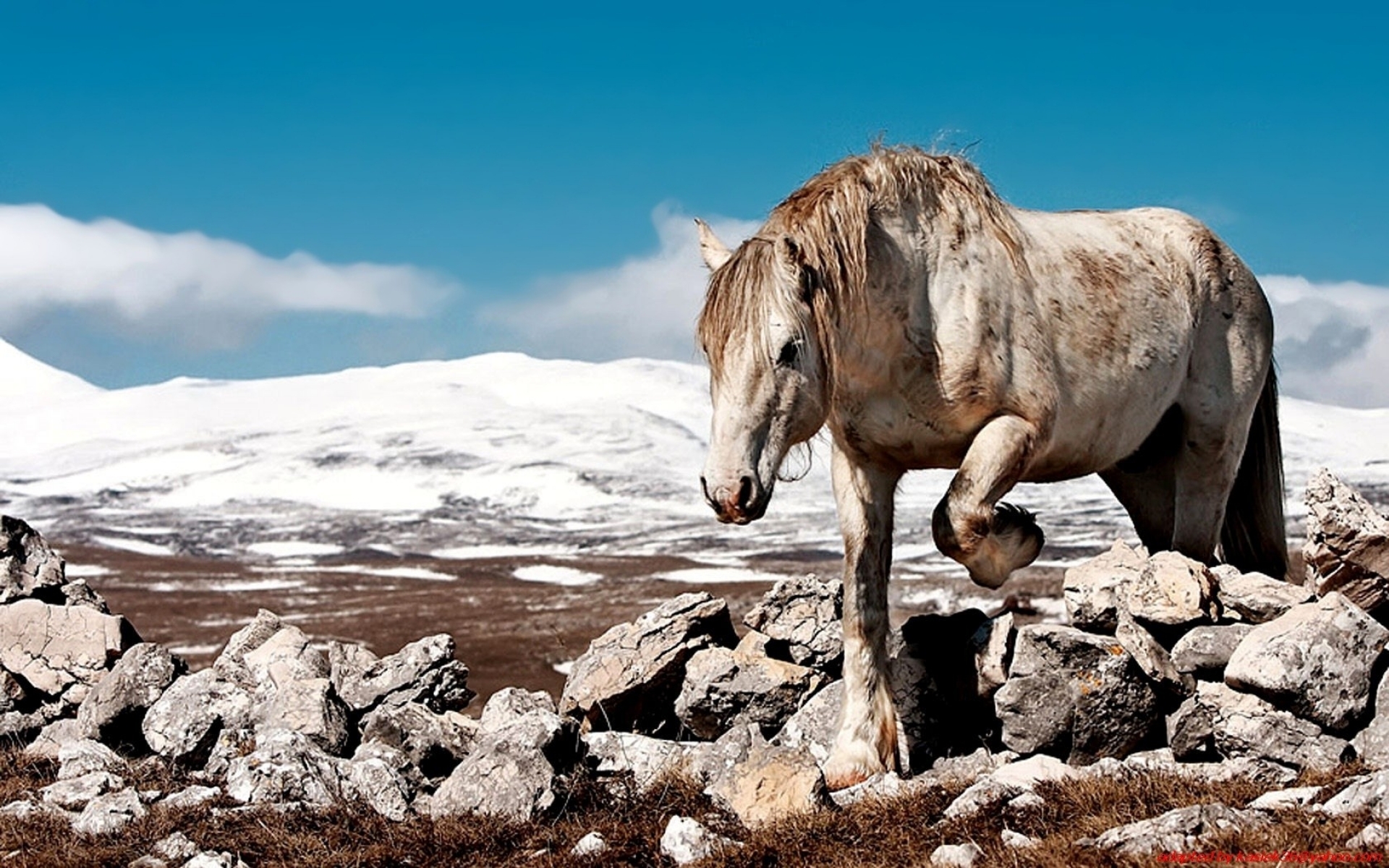 Handy-Wallpaper Tiere, Hauspferd kostenlos herunterladen.