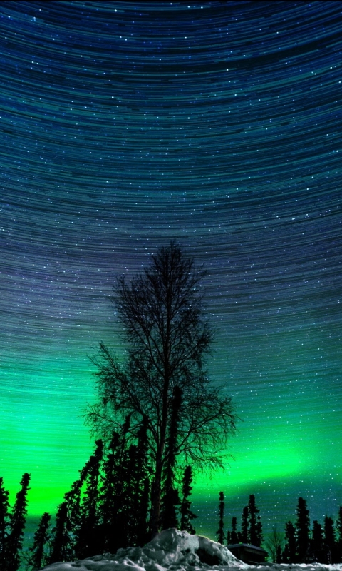 Handy-Wallpaper Natur, Baum, Alaska, Erde/natur, Nordlicht, Sternenklarer Himmel kostenlos herunterladen.