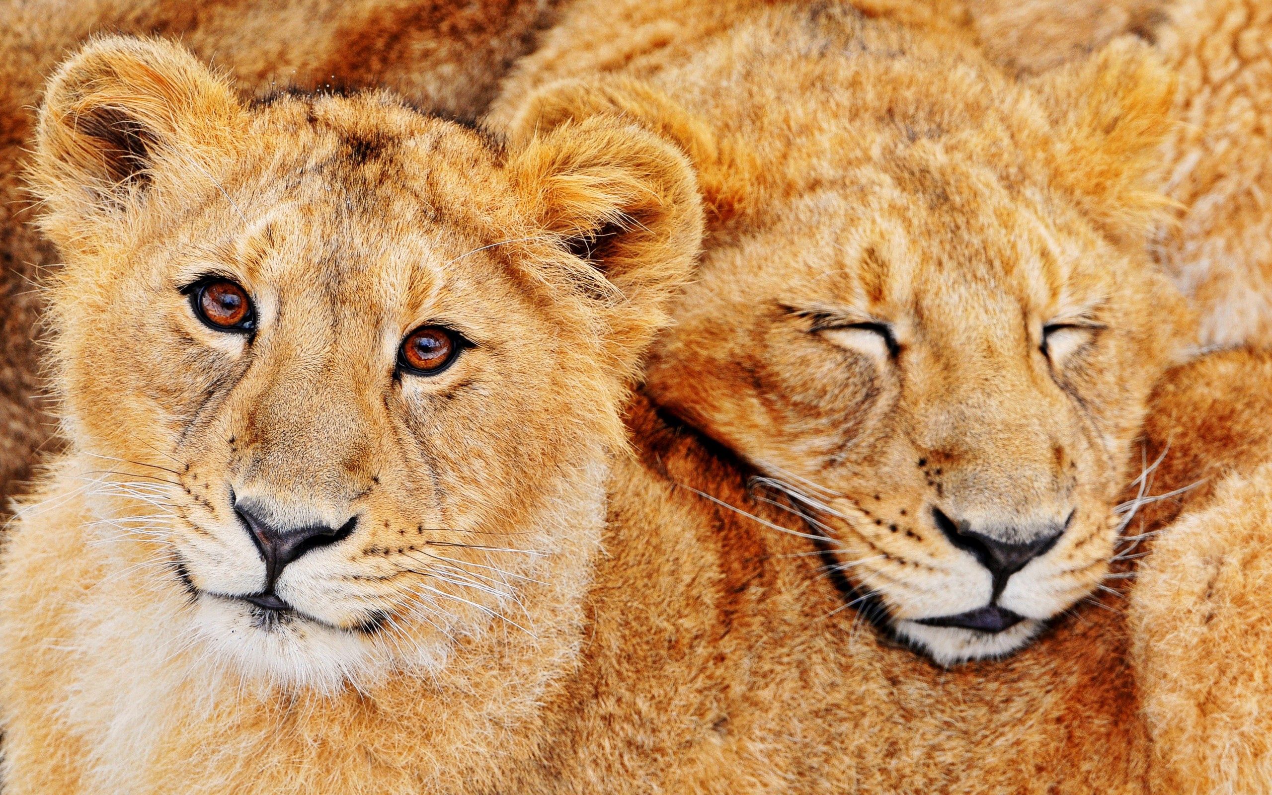 Free download wallpaper Animals, Pair, Family, Embrace, Couple, Lions on your PC desktop