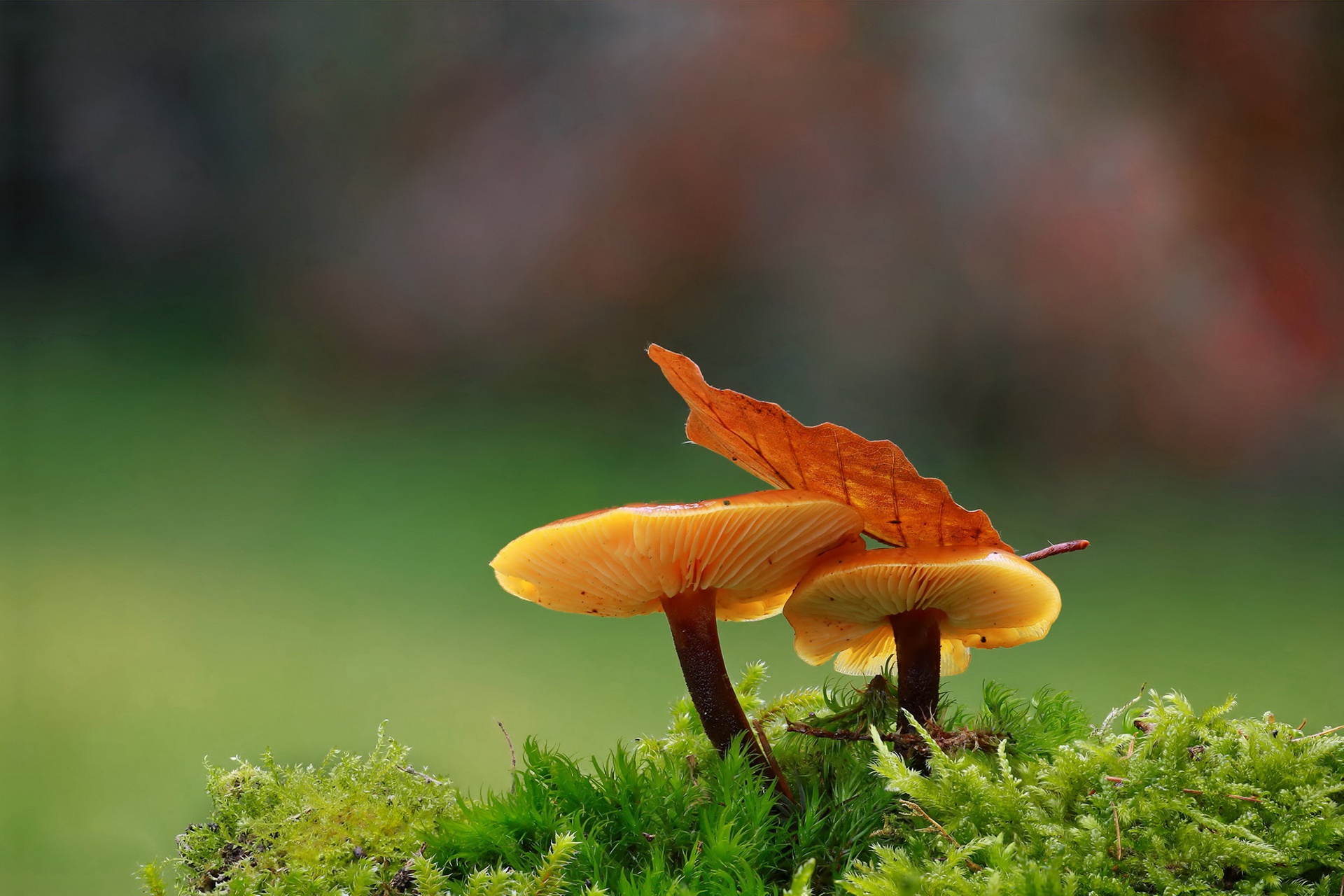 Download mobile wallpaper Nature, Close Up, Fall, Earth, Mushroom, Moss for free.