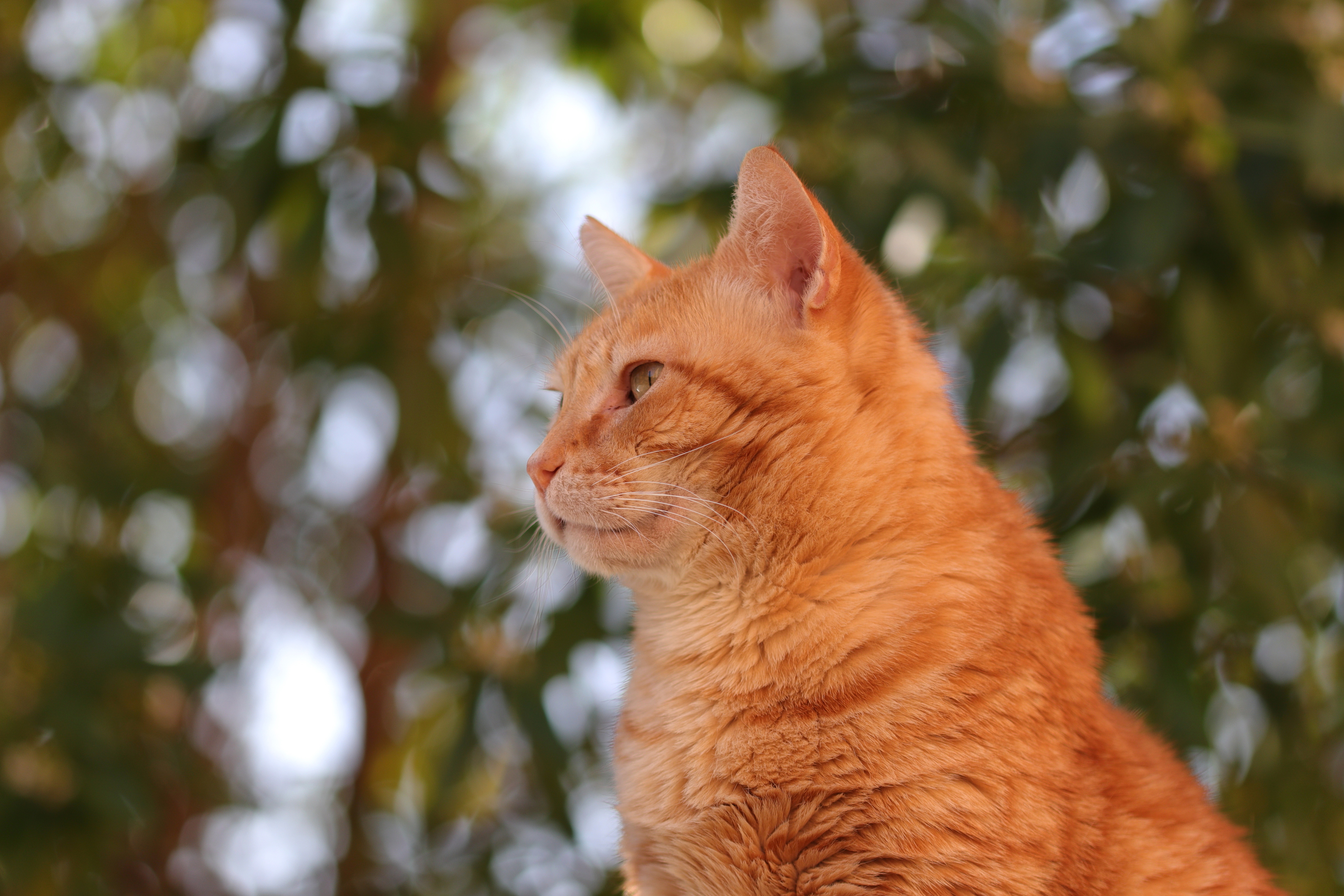 Baixar papel de parede para celular de Animais, Gatos, Gato gratuito.