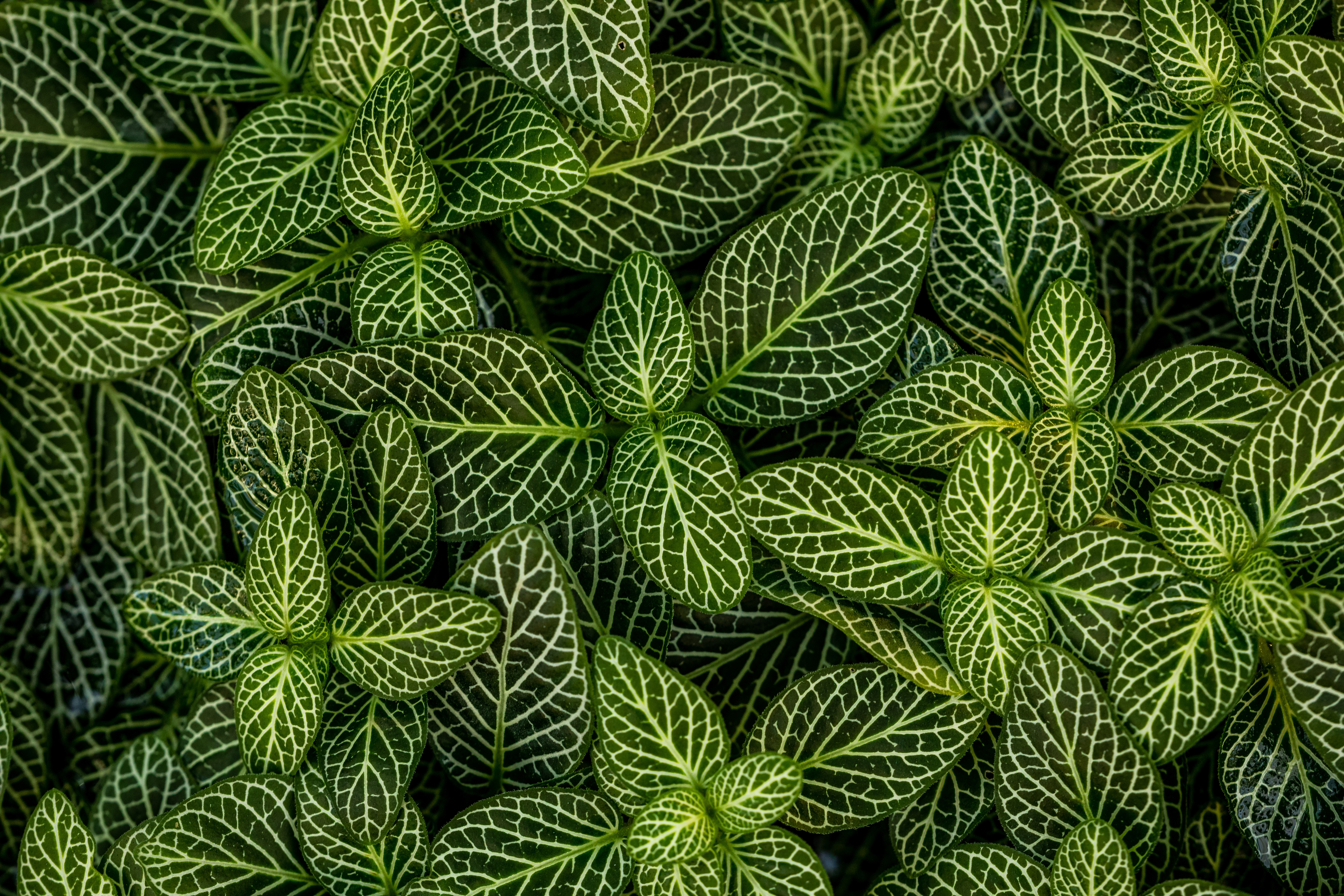 Free download wallpaper Nature, Plant, Striped, Leaves, Form on your PC desktop