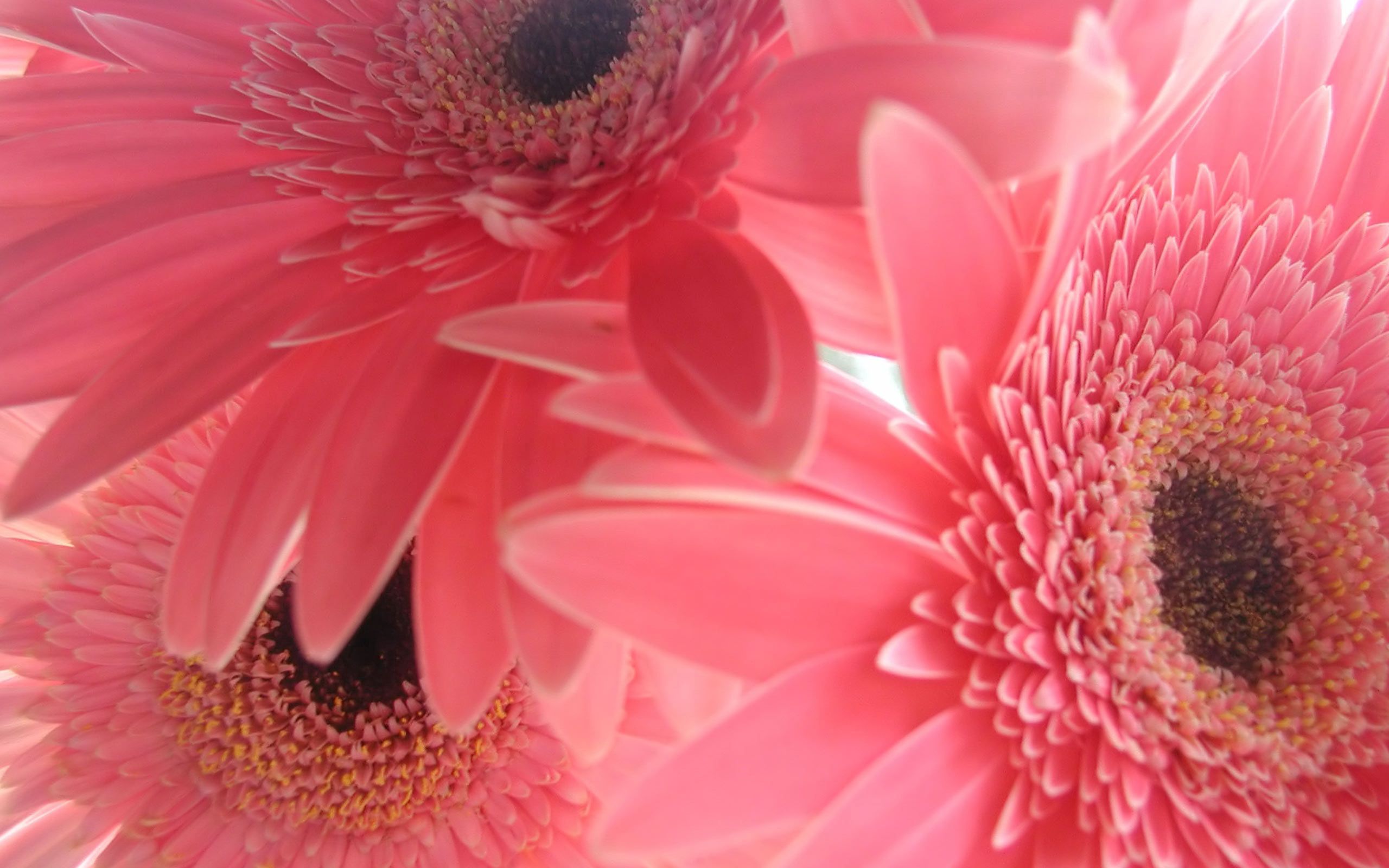 Free download wallpaper Macro, Shine, Light, Petals, Flower, Bright on your PC desktop